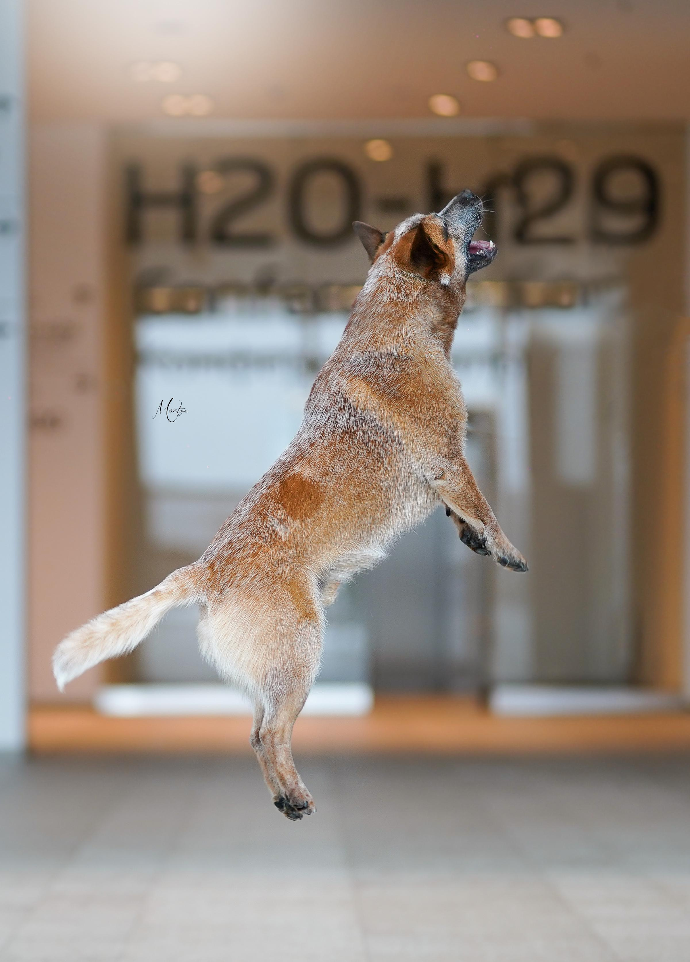 Экстерьерная съемка 2023. Фотограф-анималист в Санкт-Петербурге Яна Мартынова