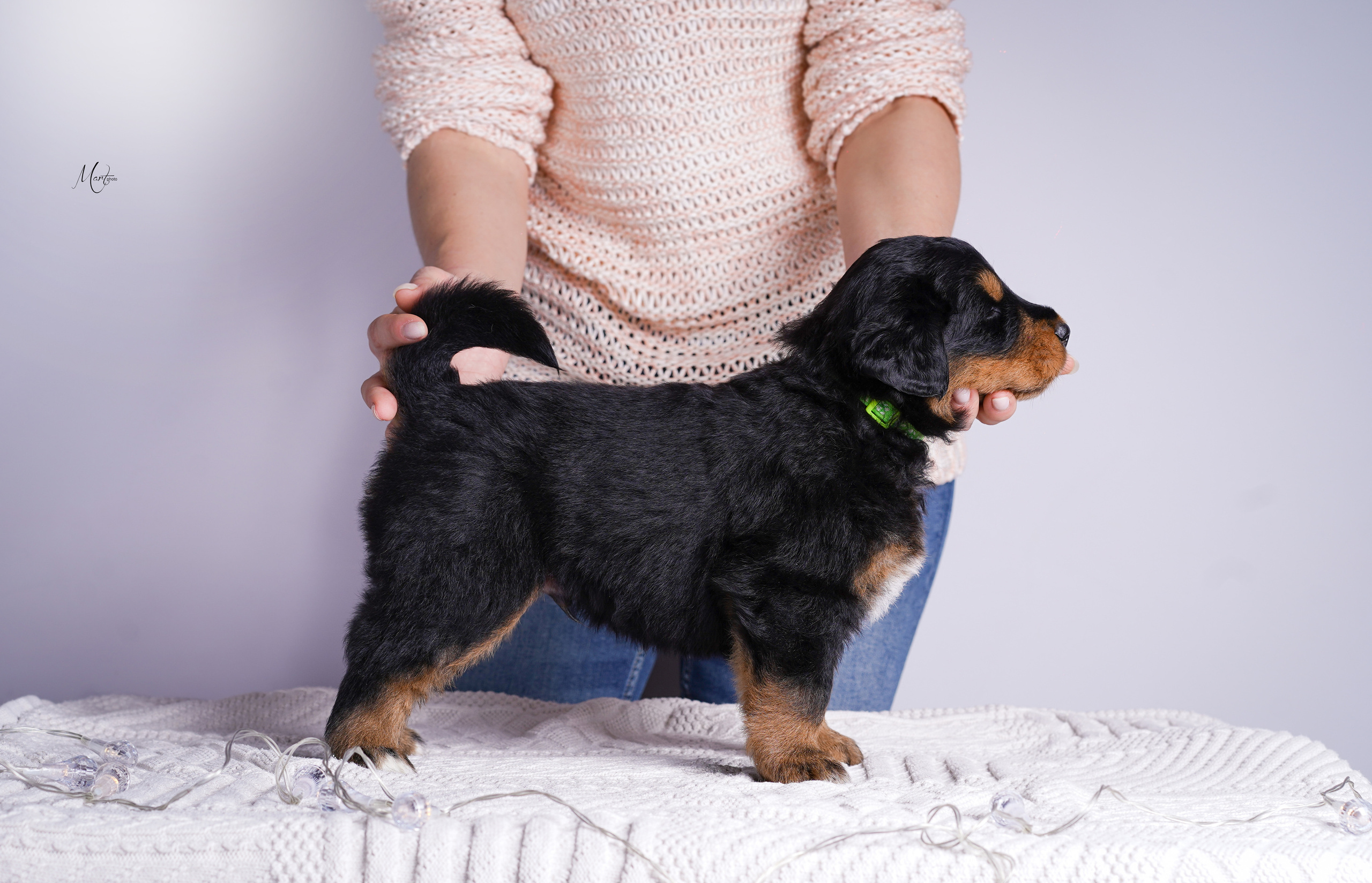 Щенки хотошо. Фотограф-анималист в Санкт-Петербурге Яна Мартынова
