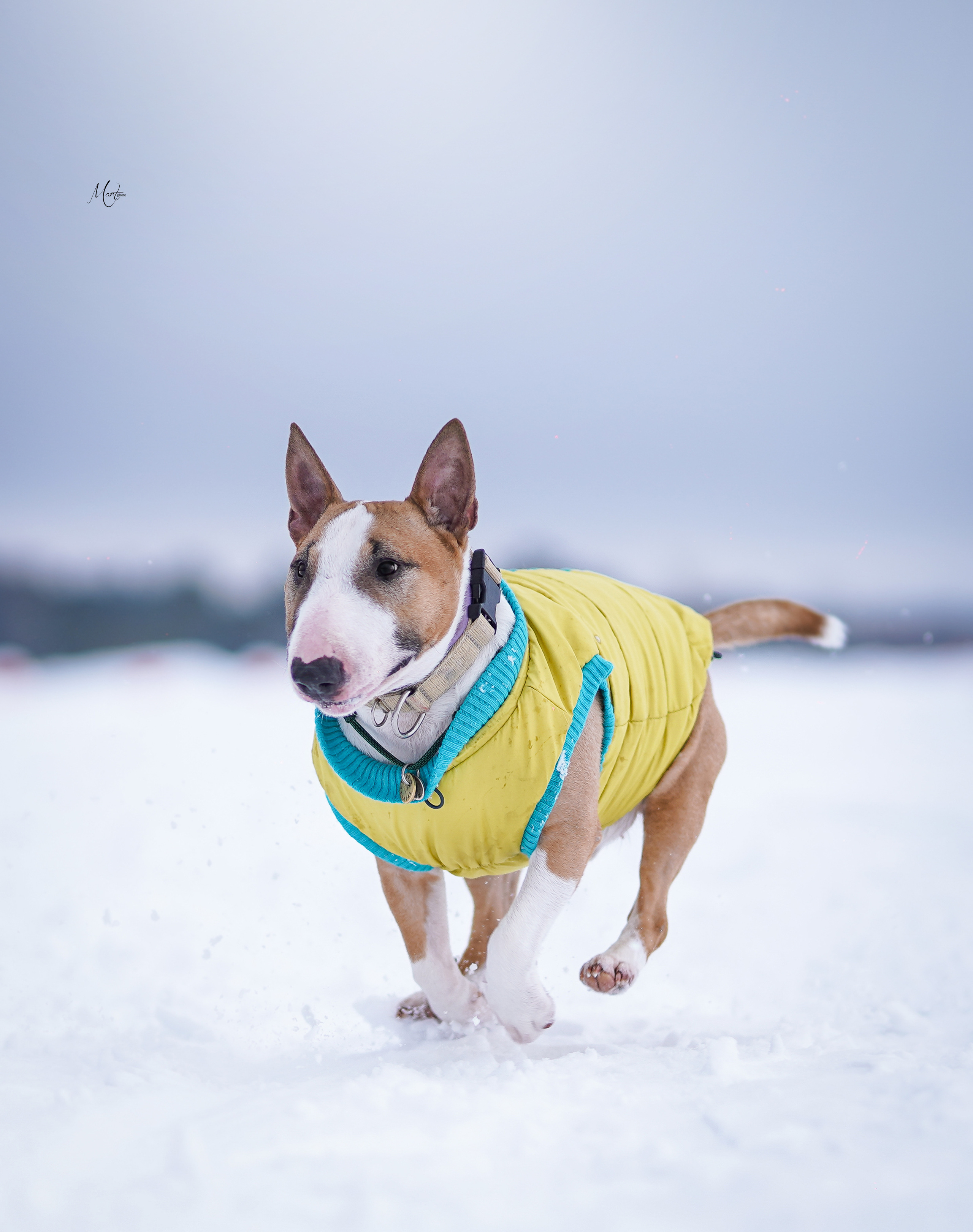 Эффи, Юни зима 23'. Фотограф-анималист в Санкт-Петербурге Яна Мартынова