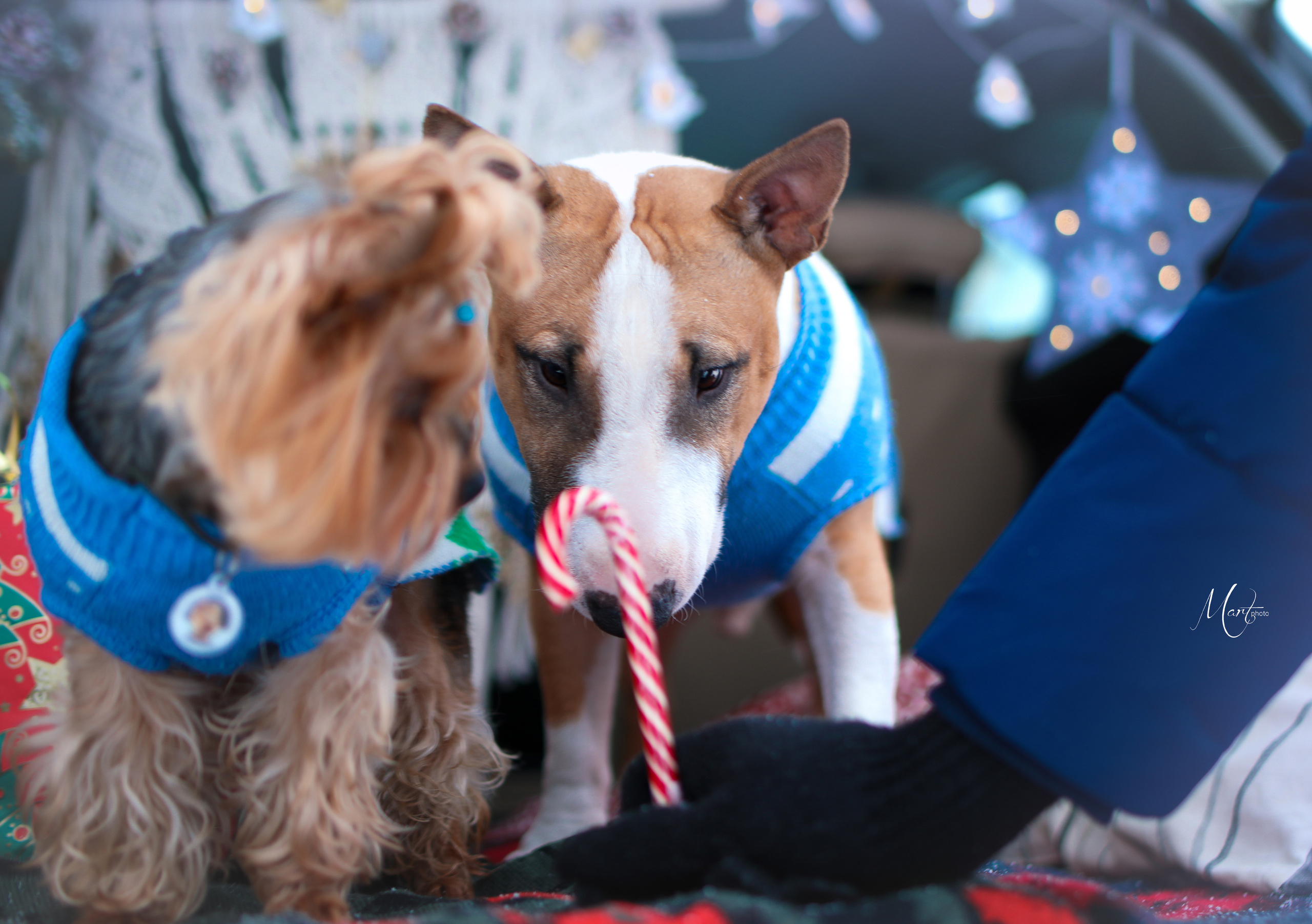 Эффи и Юни. Фотограф-анималист в Санкт-Петербурге Яна Мартынова