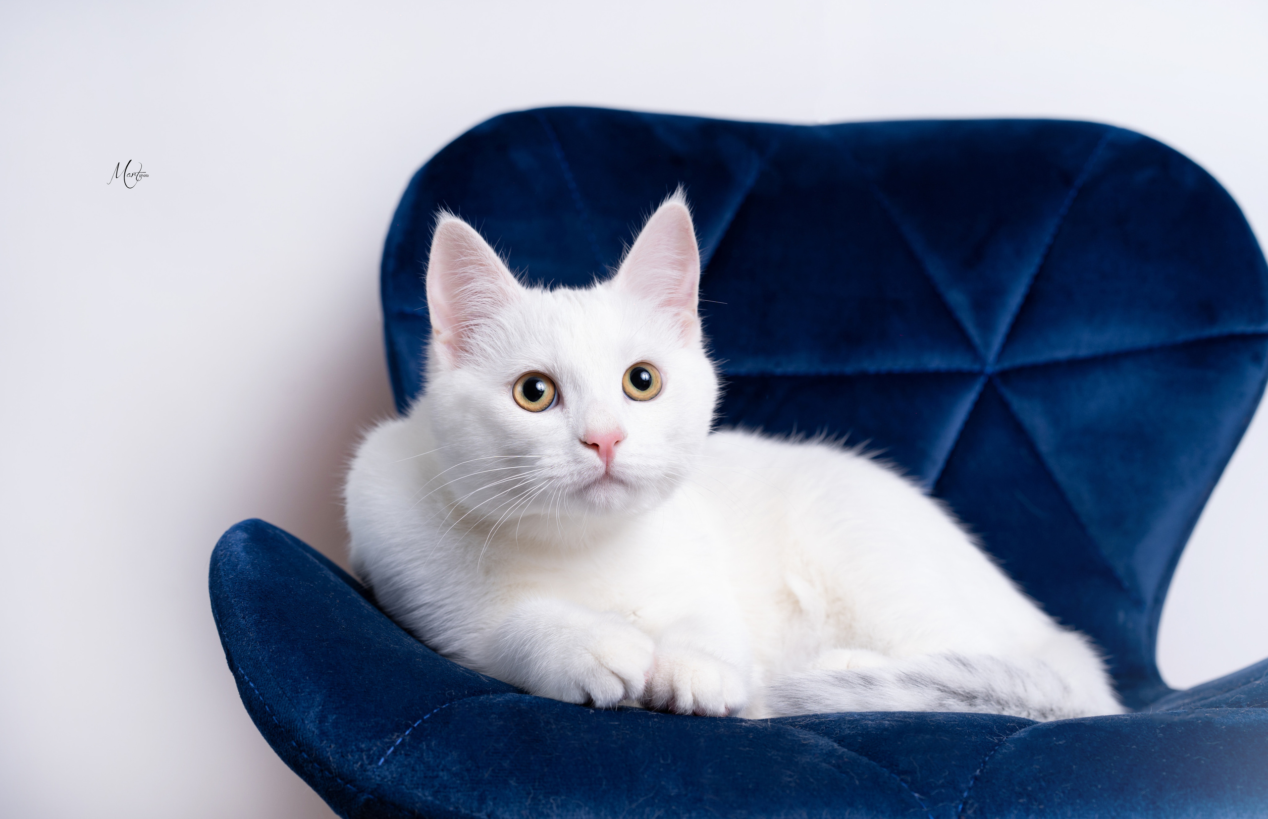 Маффин и Сэм. Фотограф-анималист в Санкт-Петербурге Яна Мартынова