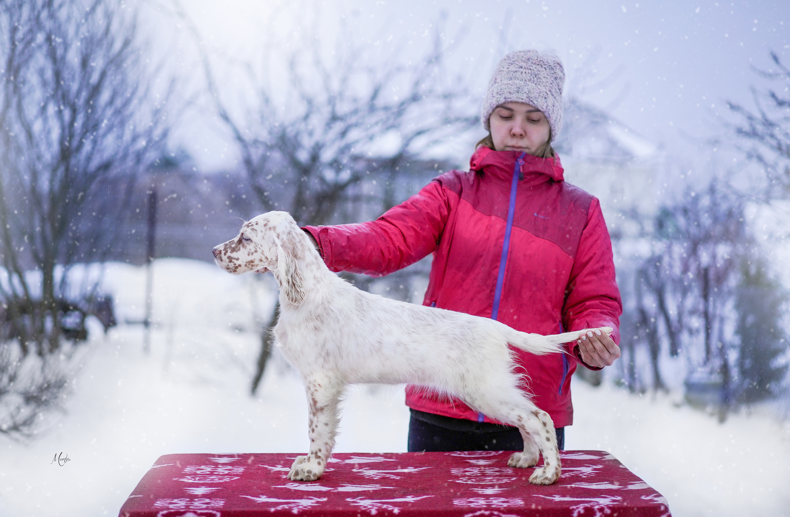 Щенки английского сеттера. Фотограф-анималист в Санкт-Петербурге Яна Мартынова