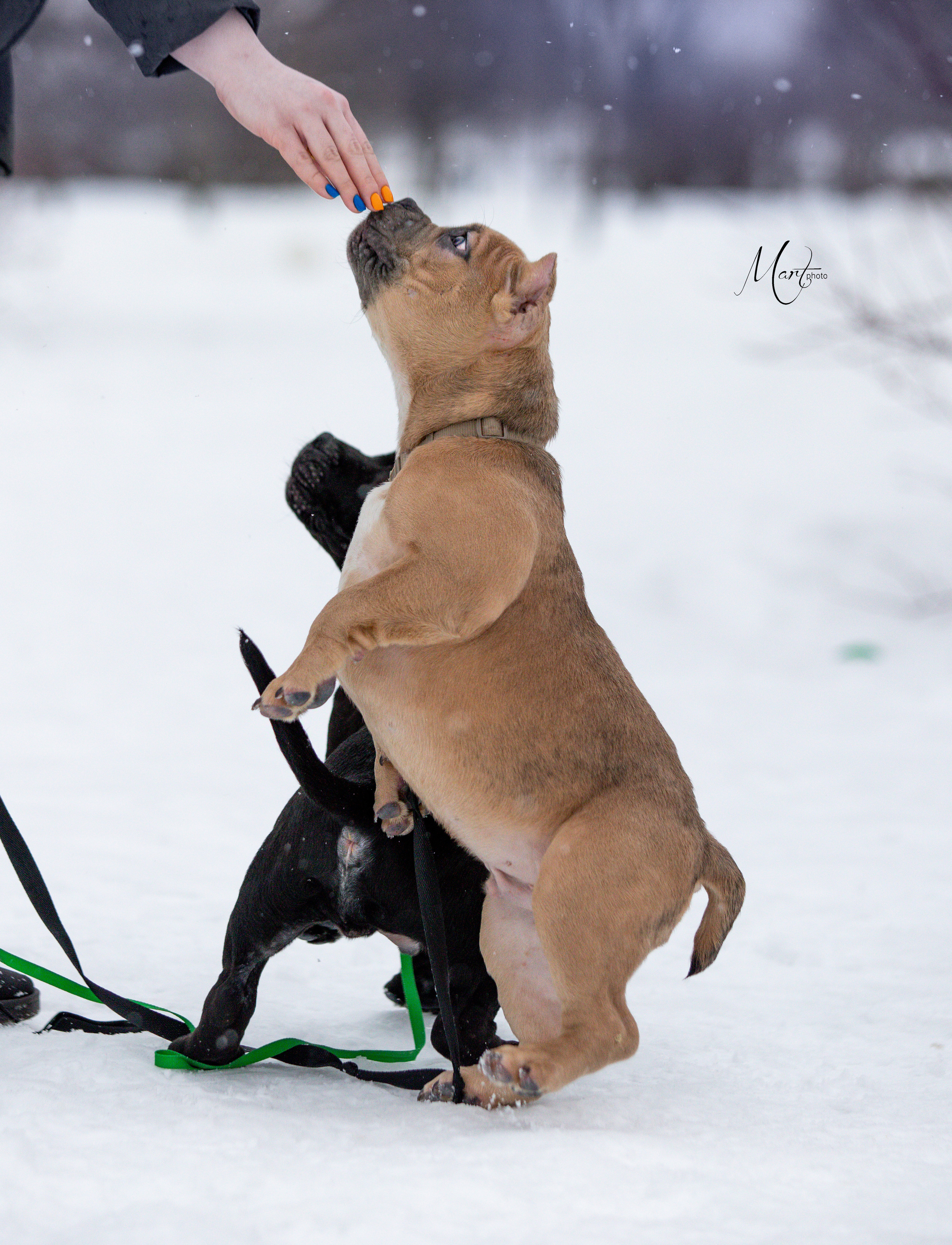 Щенки американского булли. Фотограф-анималист в Санкт-Петербурге Яна Мартынова