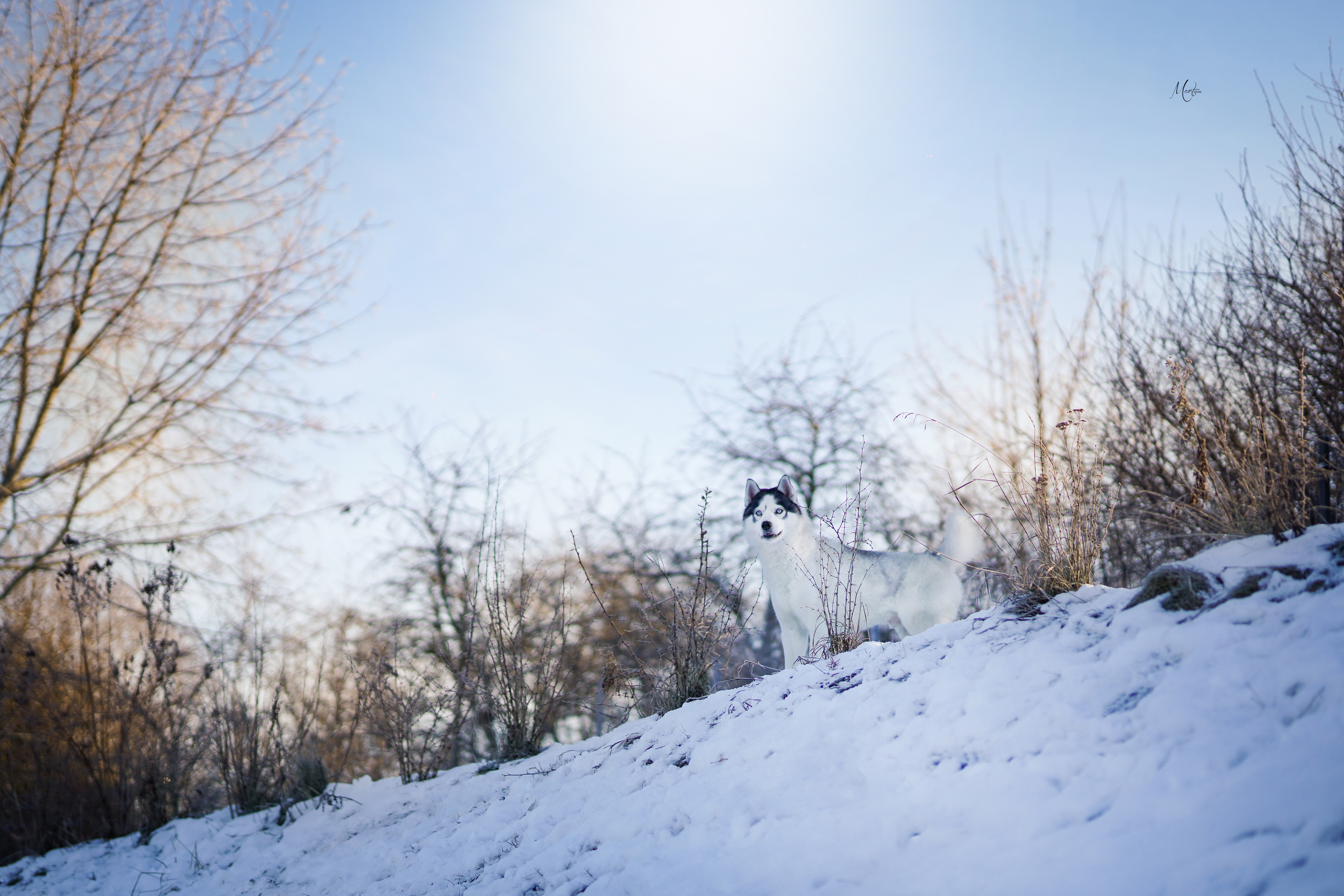 Саша и хаски зима. Фотограф-анималист в Санкт-Петербурге Яна Мартынова