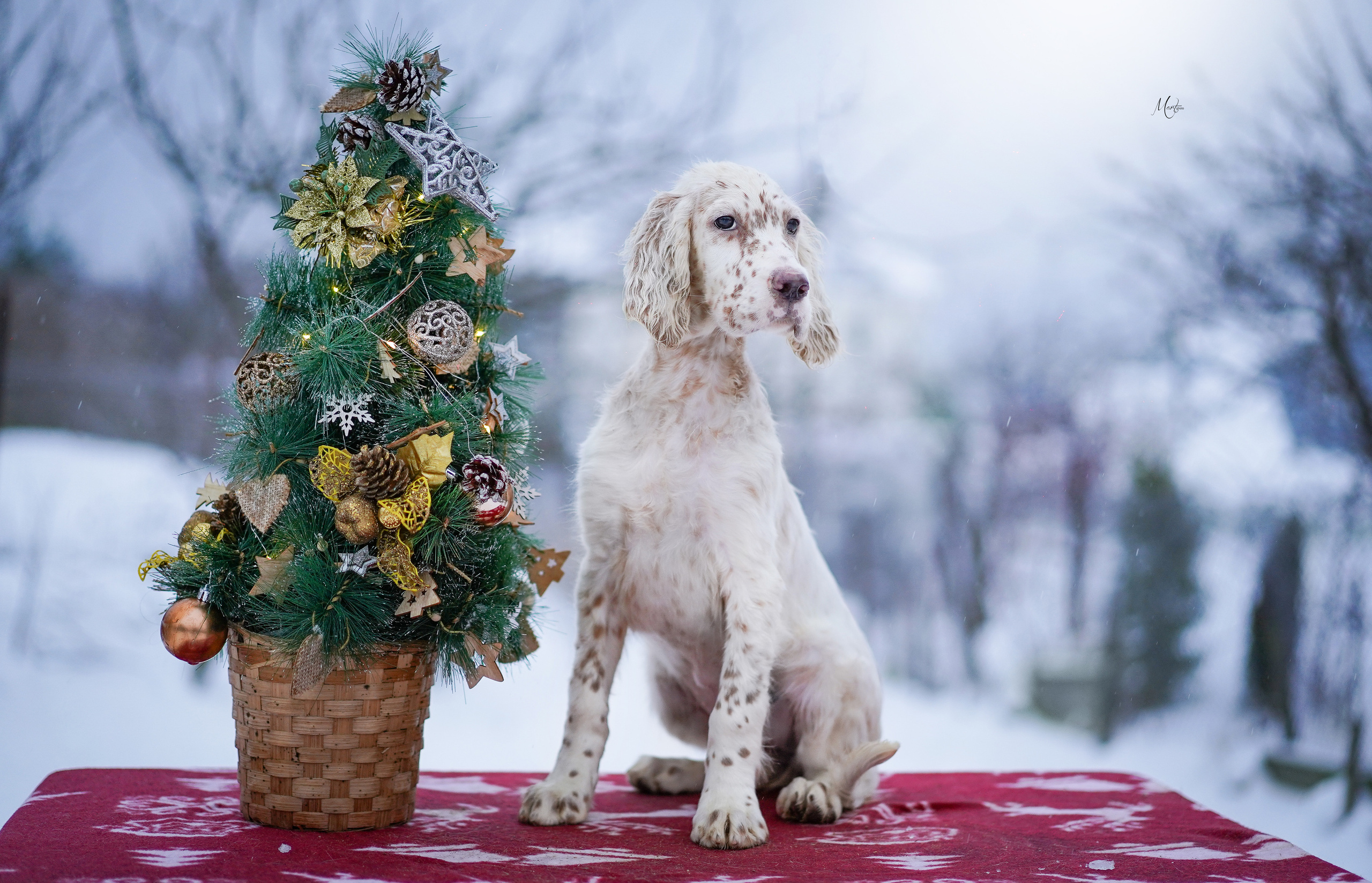 Щенки английского сеттера. Фотограф-анималист в Санкт-Петербурге Яна Мартынова