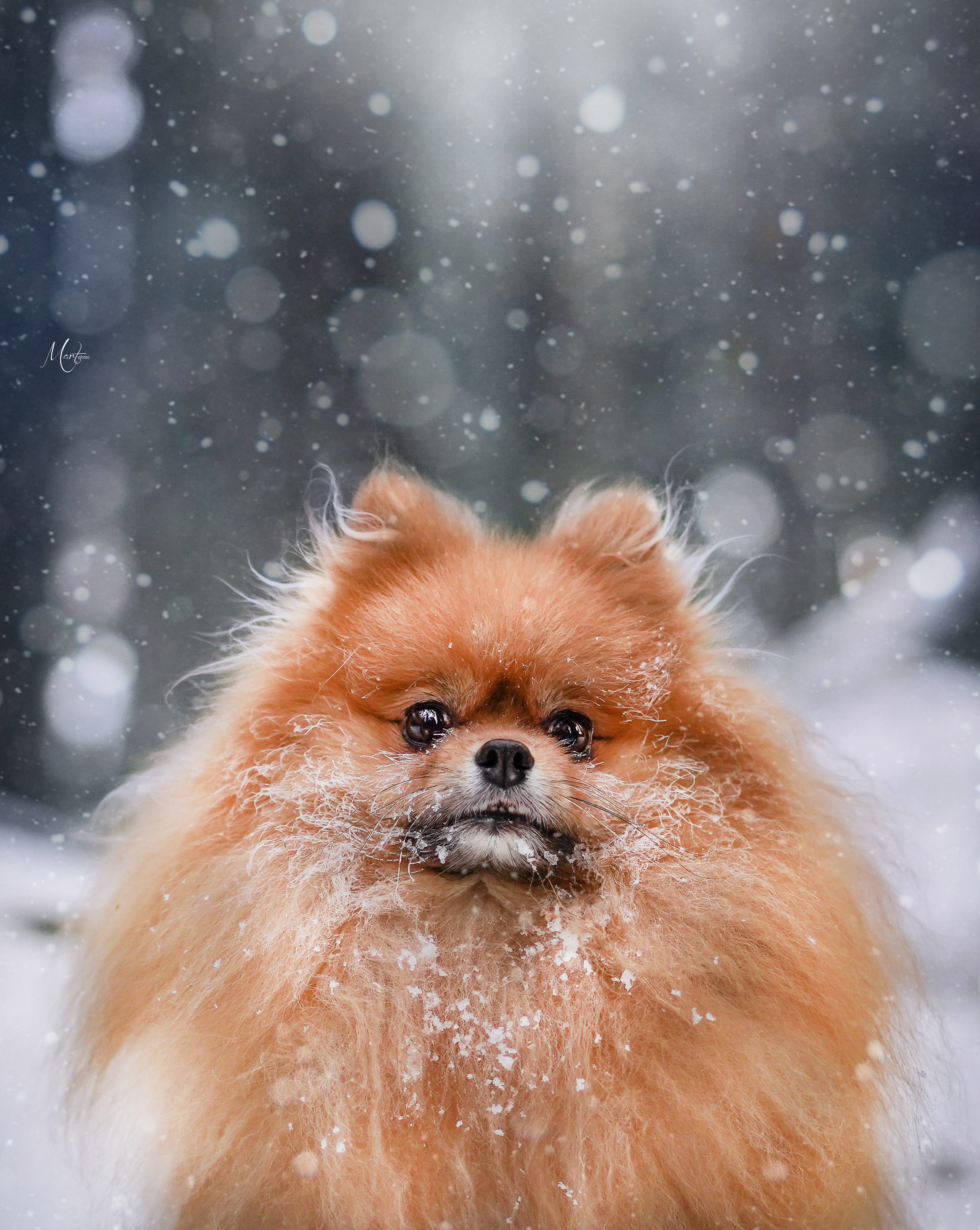Услуги. Фотограф-анималист в Санкт-Петербурге Яна Мартынова