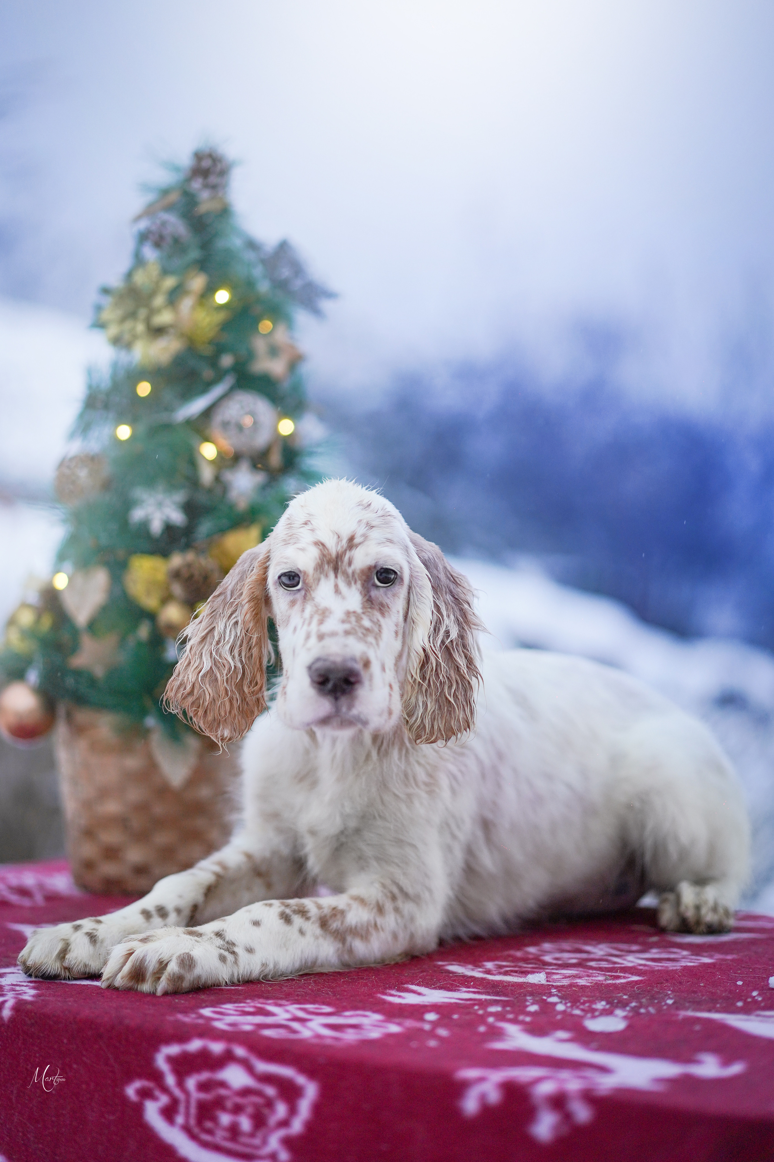 Щенки английского сеттера. Фотограф-анималист в Санкт-Петербурге Яна Мартынова