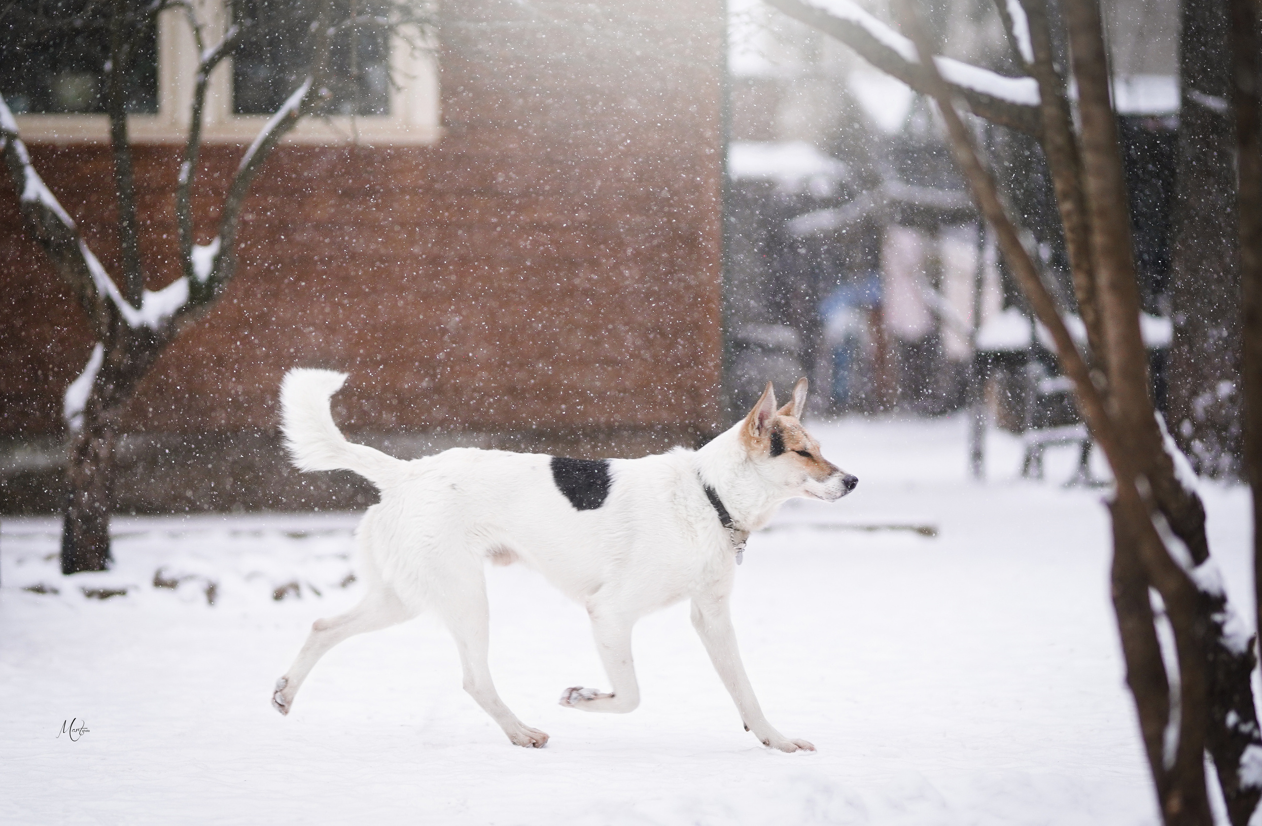 Ищут дом. Фотограф-анималист в Санкт-Петербурге Яна Мартынова