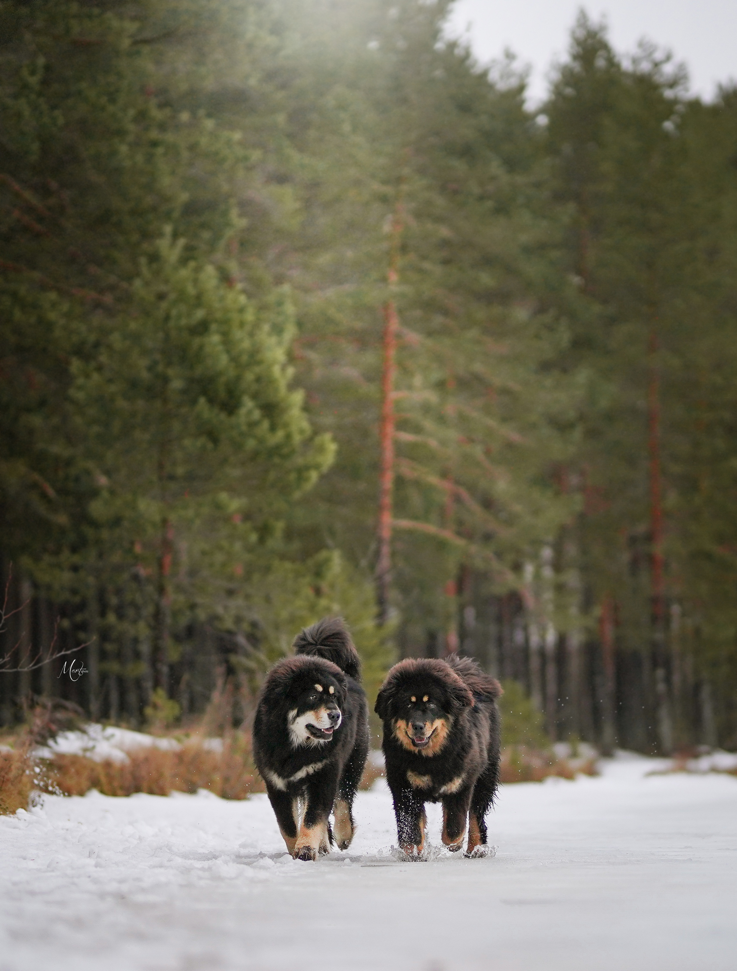 Тибеты. Фотограф-анималист в Санкт-Петербурге Яна Мартынова