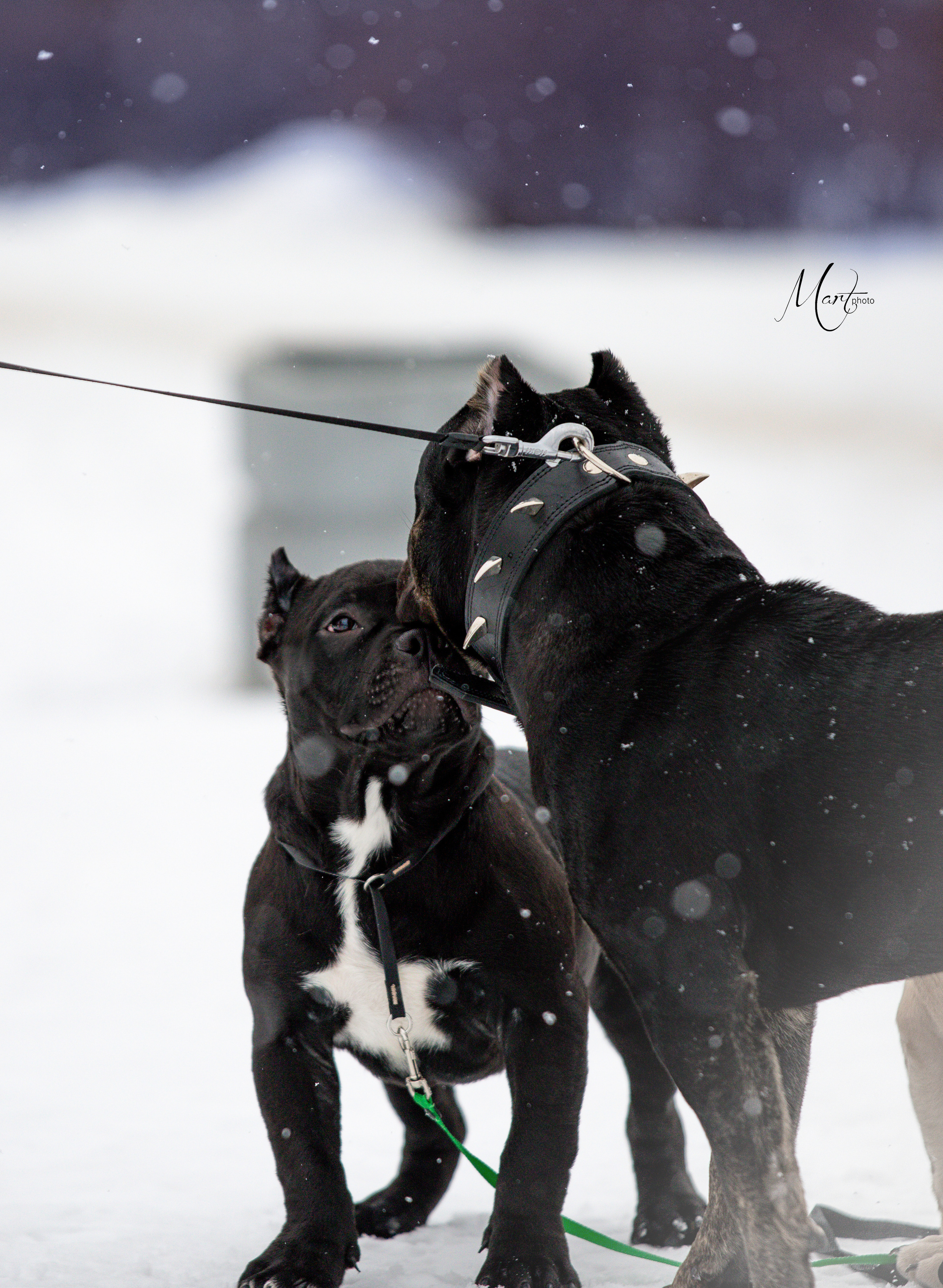 Щенки американского булли. Фотограф-анималист в Санкт-Петербурге Яна Мартынова
