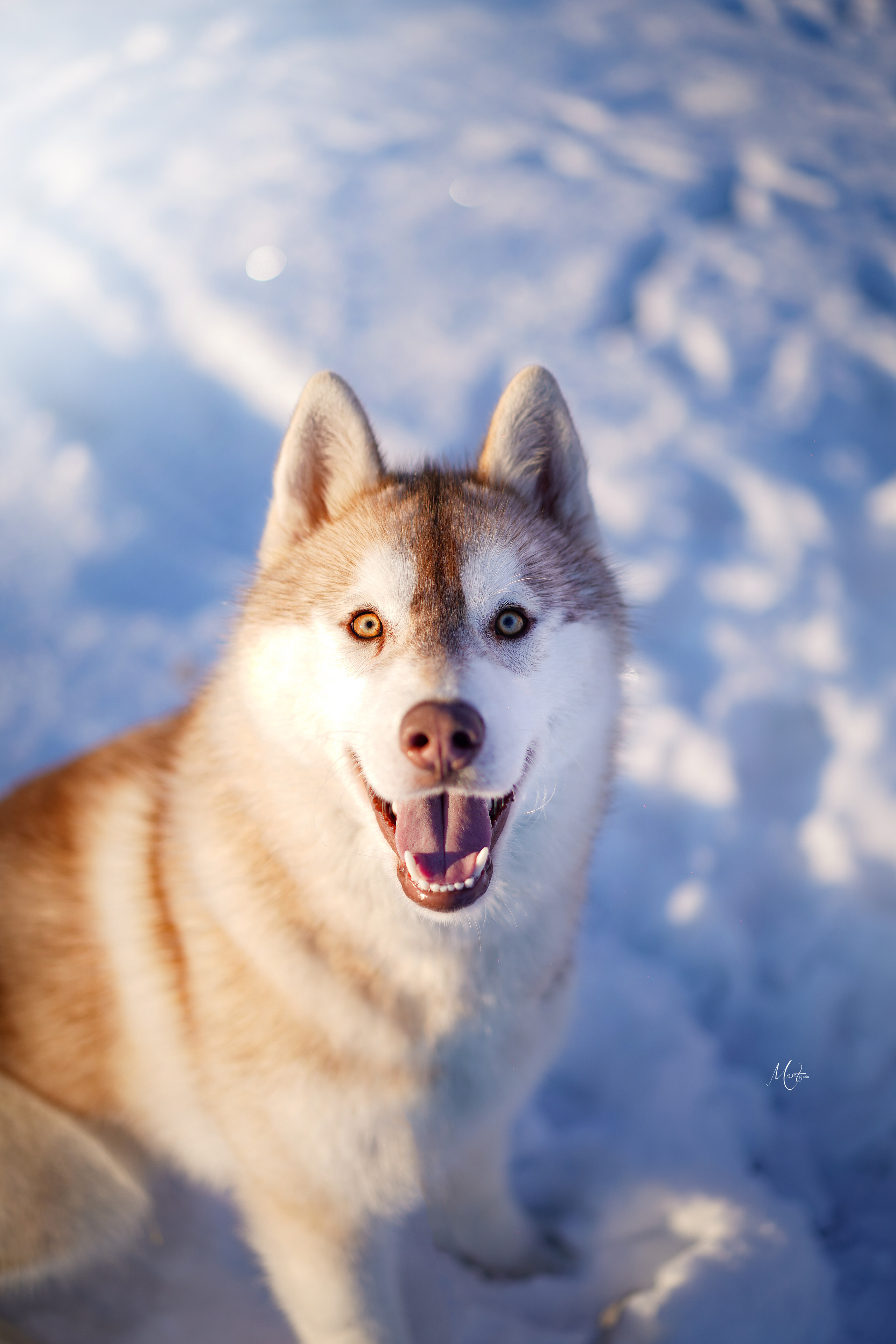 Саша и хаски зима. Фотограф-анималист в Санкт-Петербурге Яна Мартынова