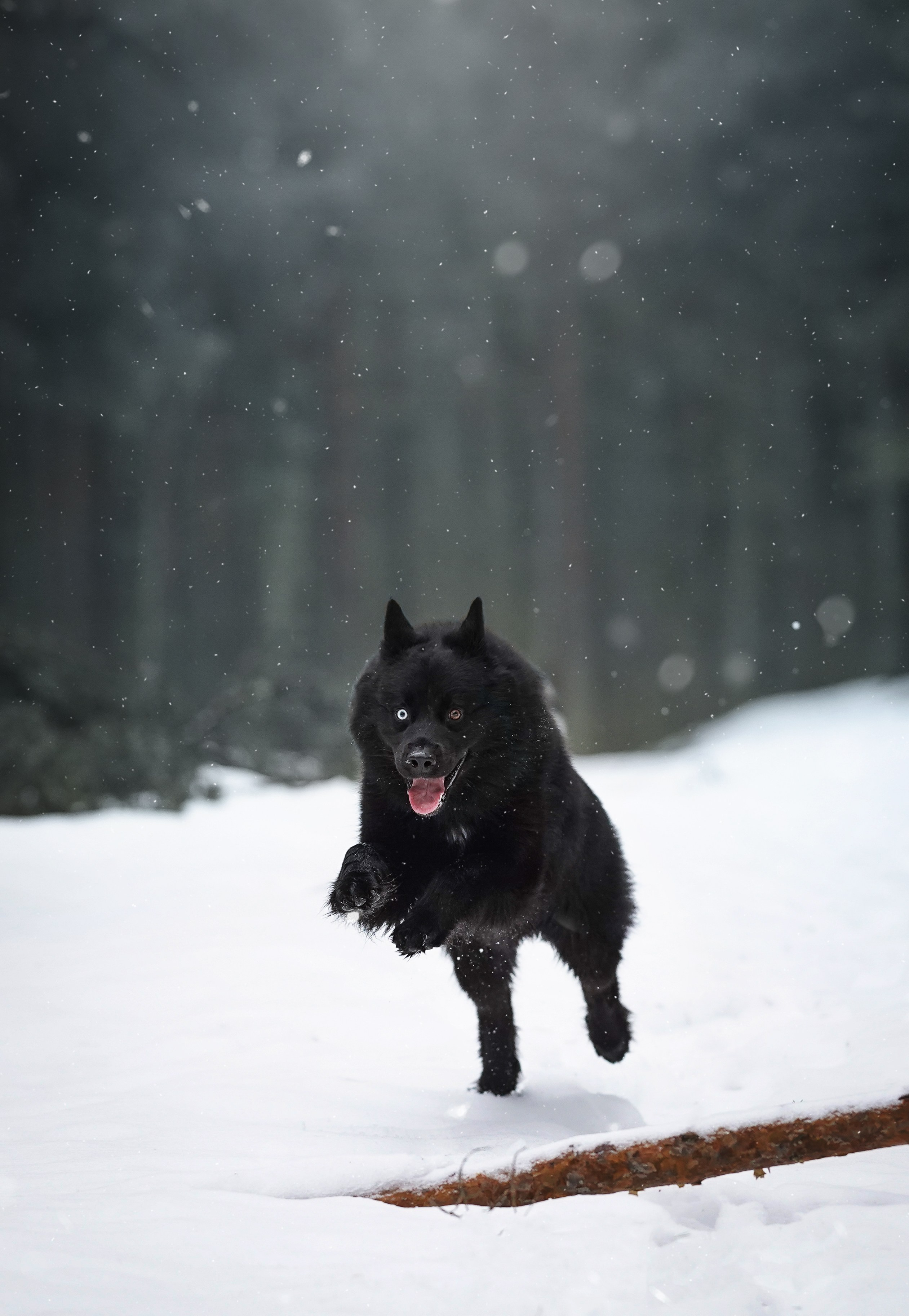 Лора Джанго и Хэппи. Фотограф-анималист в Санкт-Петербурге Яна Мартынова