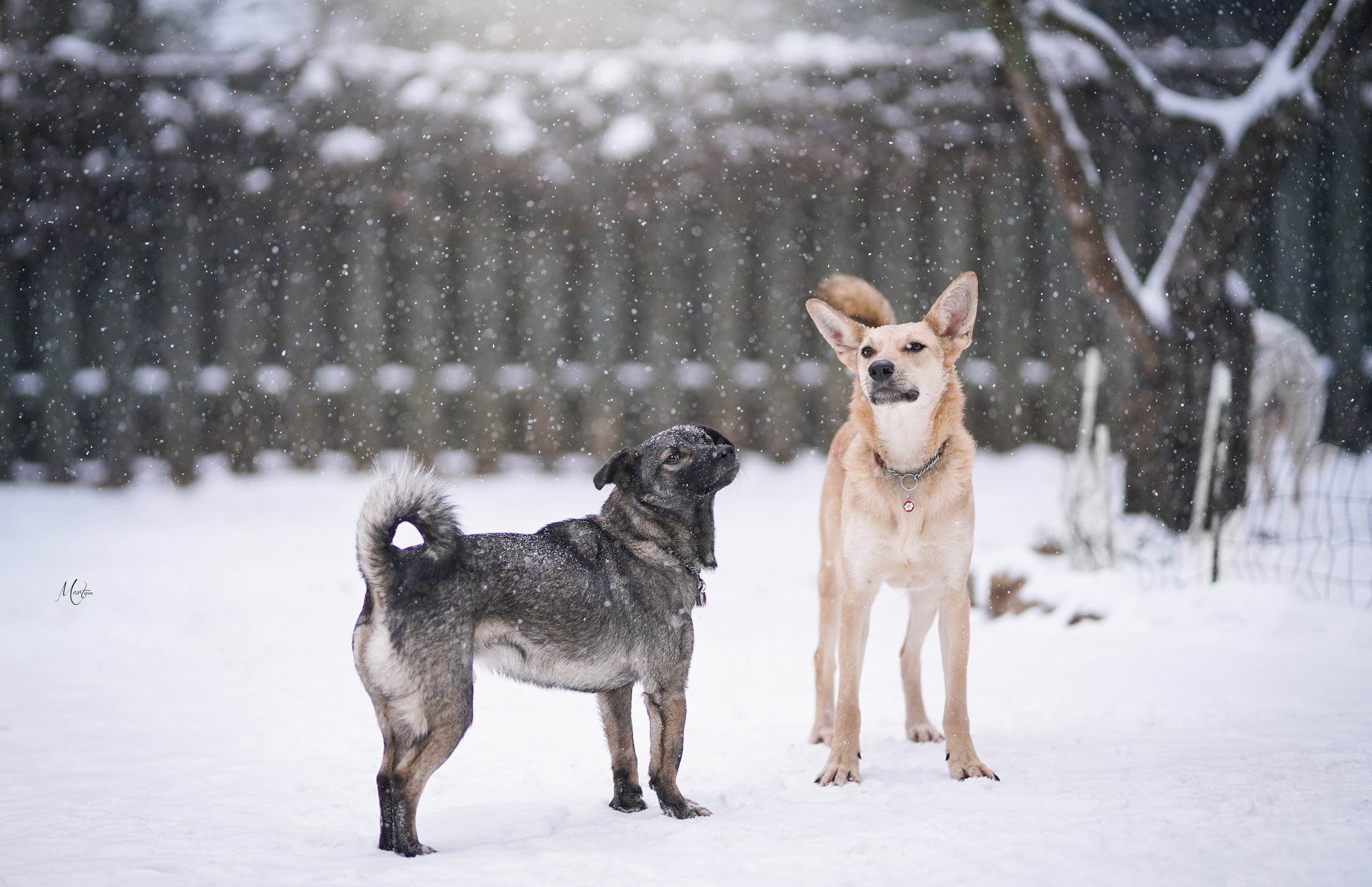 Ищут дом. Фотограф-анималист в Санкт-Петербурге Яна Мартынова