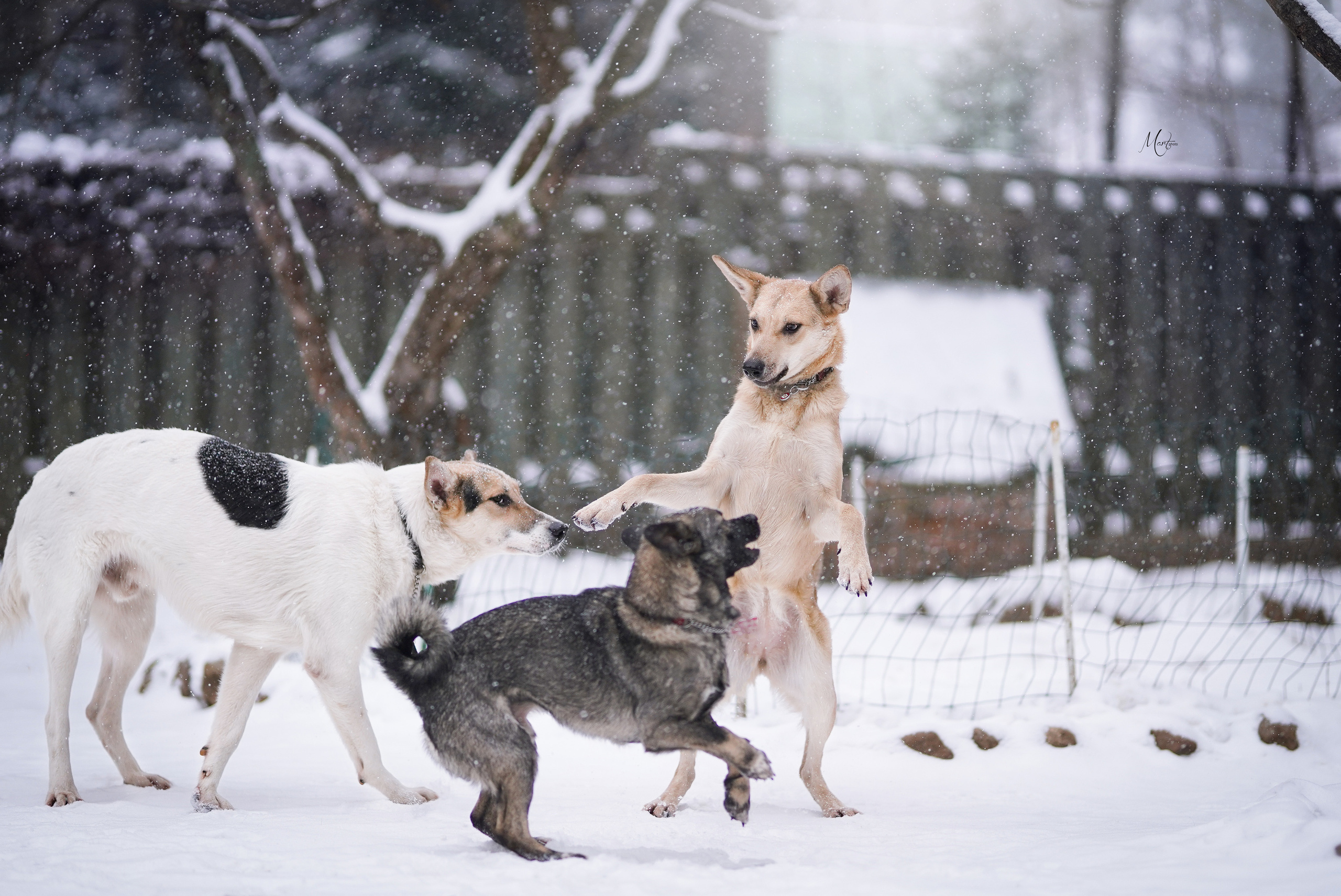 Ищут дом. Фотограф-анималист в Санкт-Петербурге Яна Мартынова