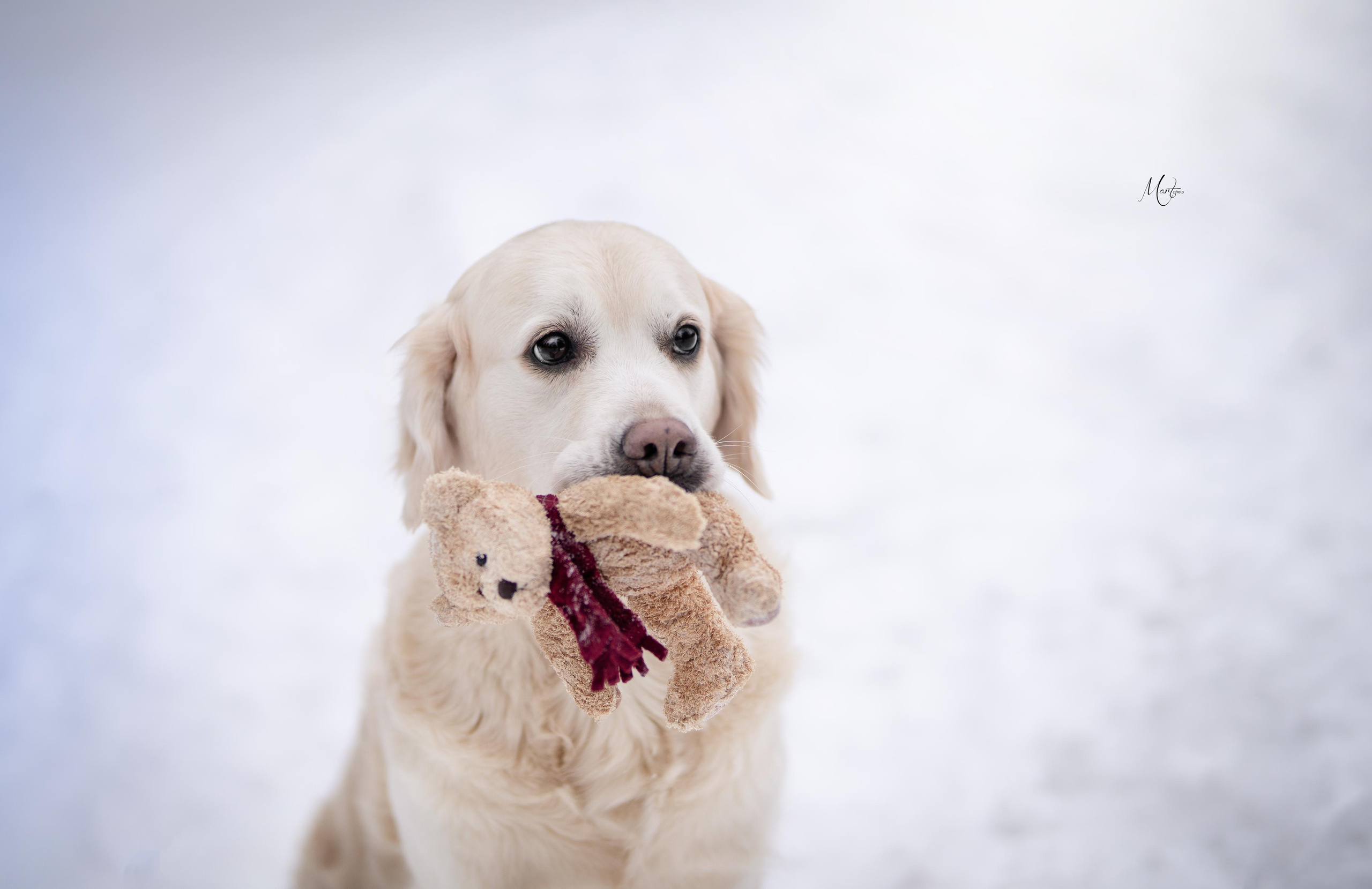Татьяна и голдены. Фотограф-анималист в Санкт-Петербурге Яна Мартынова