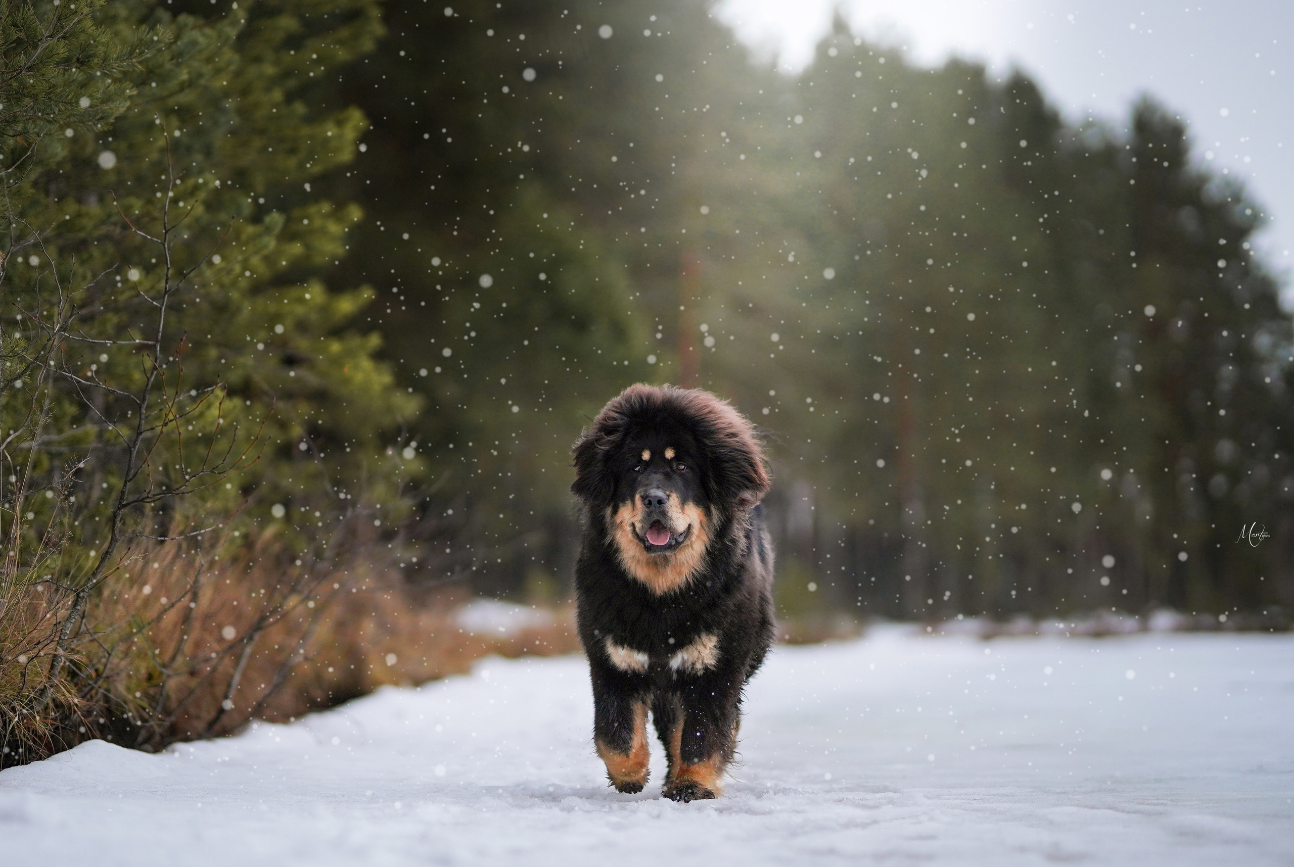 Тибеты. Фотограф-анималист в Санкт-Петербурге Яна Мартынова