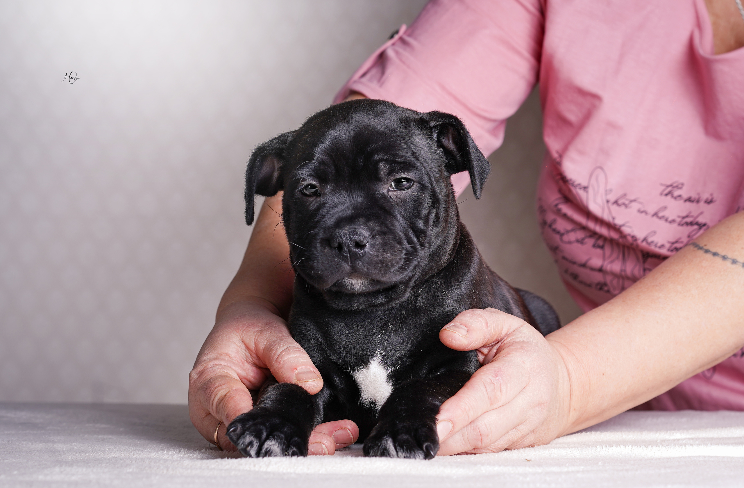 Щенки стаффи. Фотограф-анималист в Санкт-Петербурге Яна Мартынова