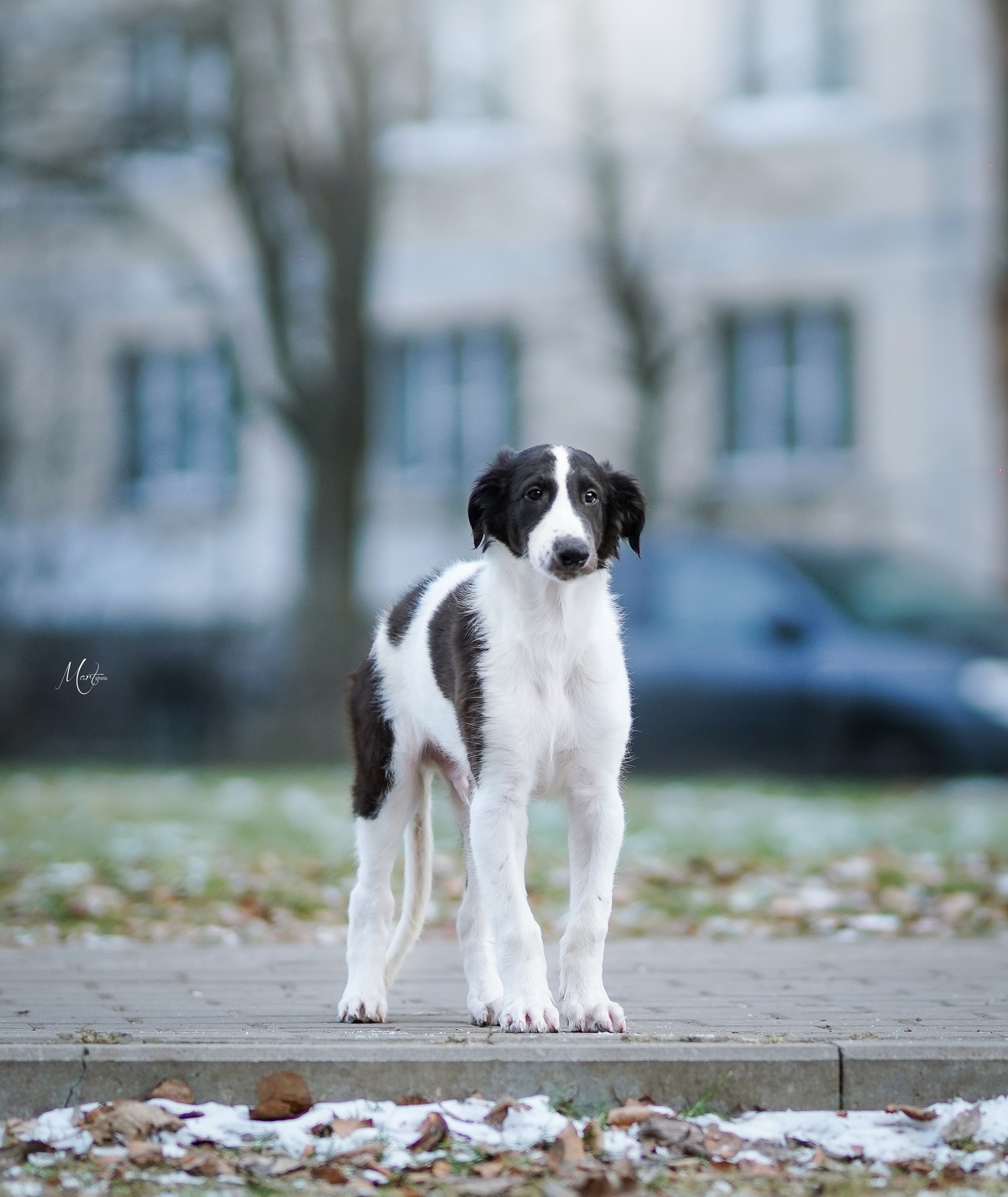 Щенки русской псовой борзой. Фотограф-анималист в Санкт-Петербурге Яна Мартынова