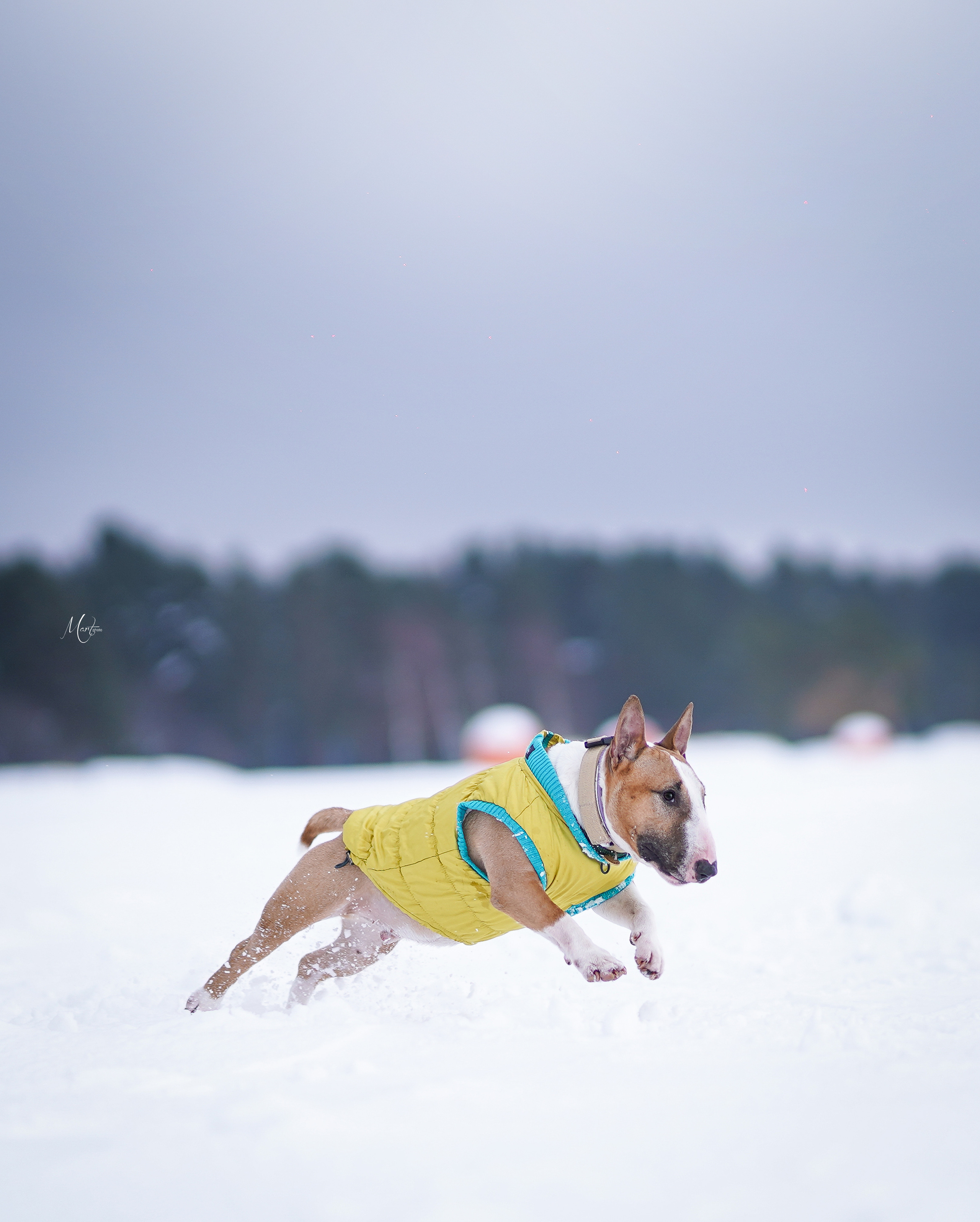 Эффи, Юни зима 23'. Фотограф-анималист в Санкт-Петербурге Яна Мартынова