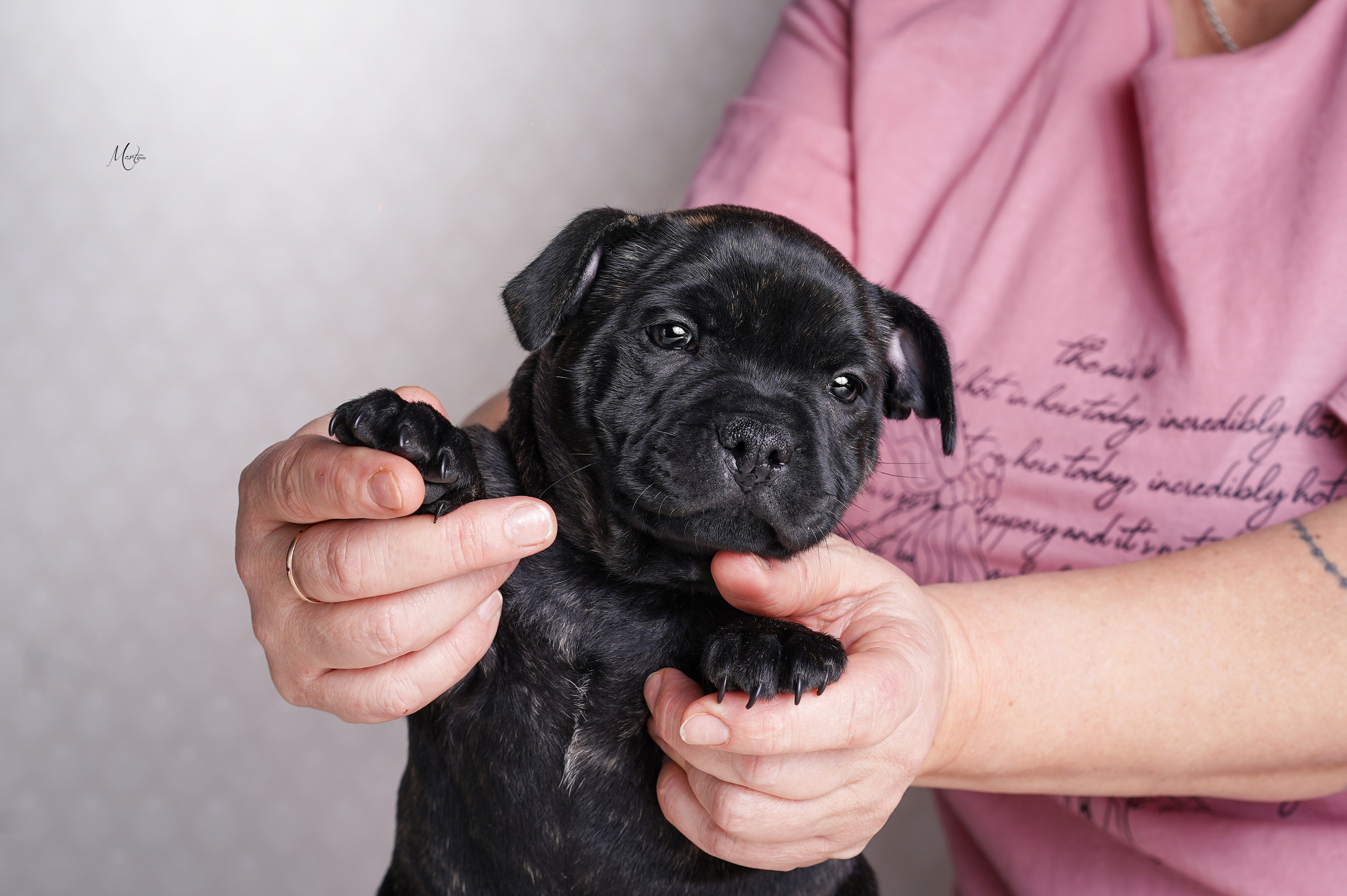Щенки стаффи. Фотограф-анималист в Санкт-Петербурге Яна Мартынова