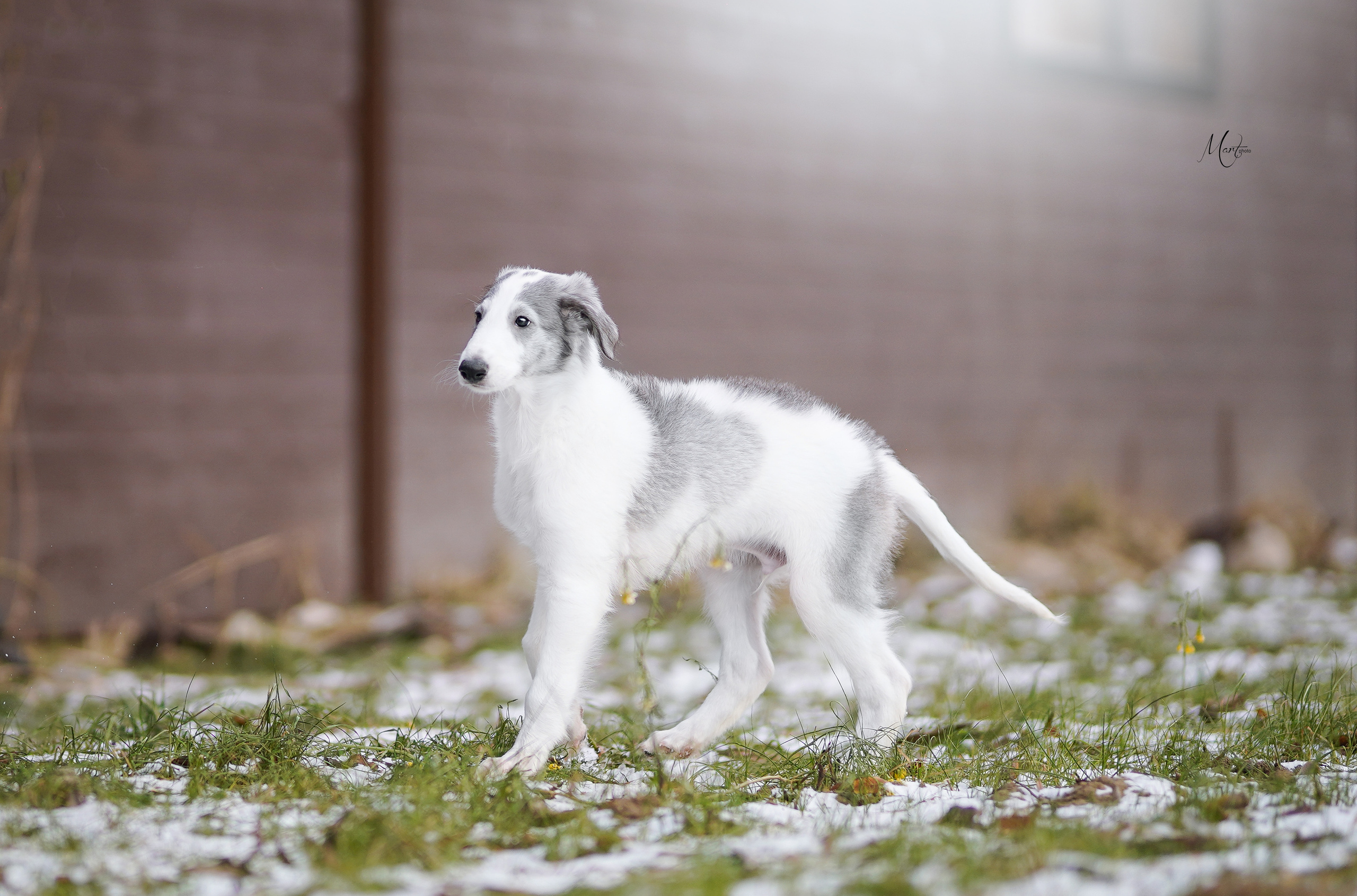 Щенки русской псовой борзой. Фотограф-анималист в Санкт-Петербурге Яна Мартынова