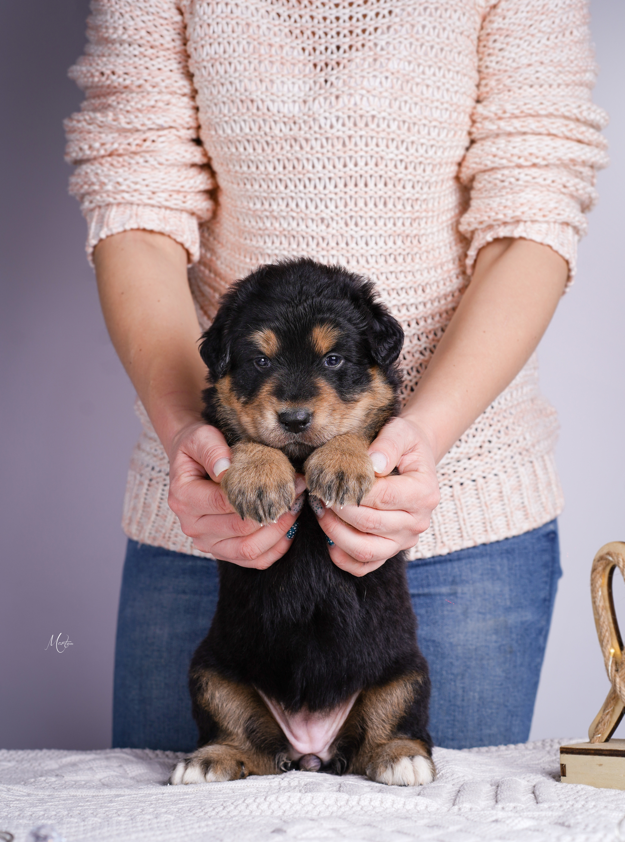 Щенки хотошо. Фотограф-анималист в Санкт-Петербурге Яна Мартынова