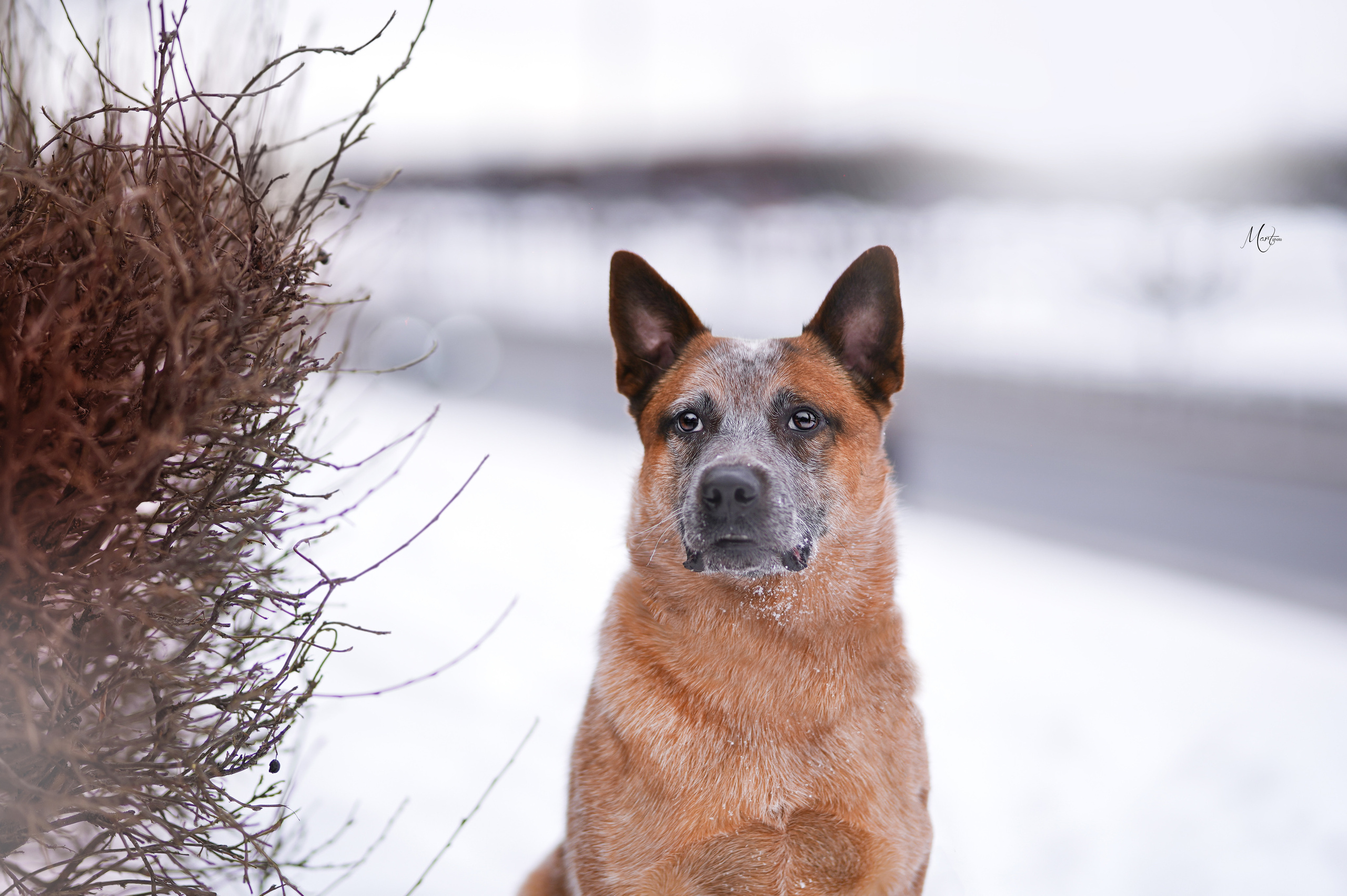 Экстерьерная съемка 2023. Фотограф-анималист в Санкт-Петербурге Яна Мартынова