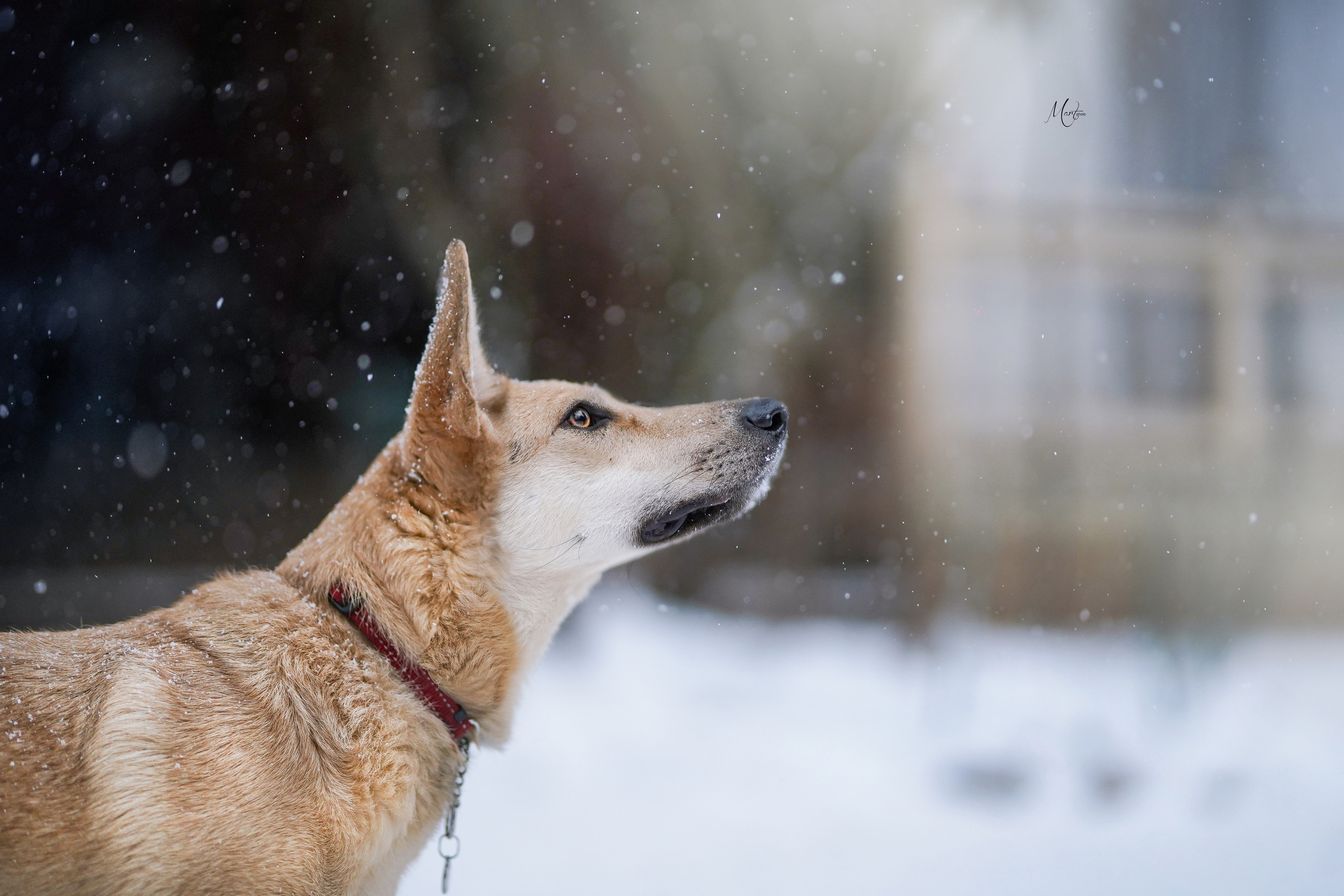 Ищут дом. Фотограф-анималист в Санкт-Петербурге Яна Мартынова