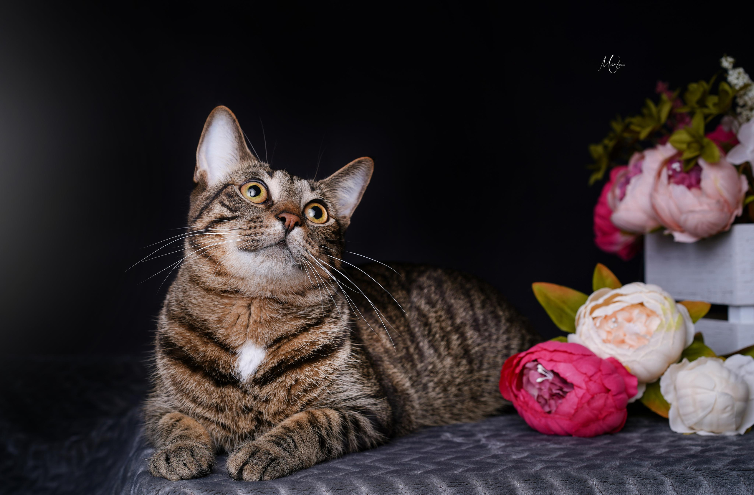 Маффин и Сэм в цветах. Фотограф-анималист в Санкт-Петербурге Яна Мартынова