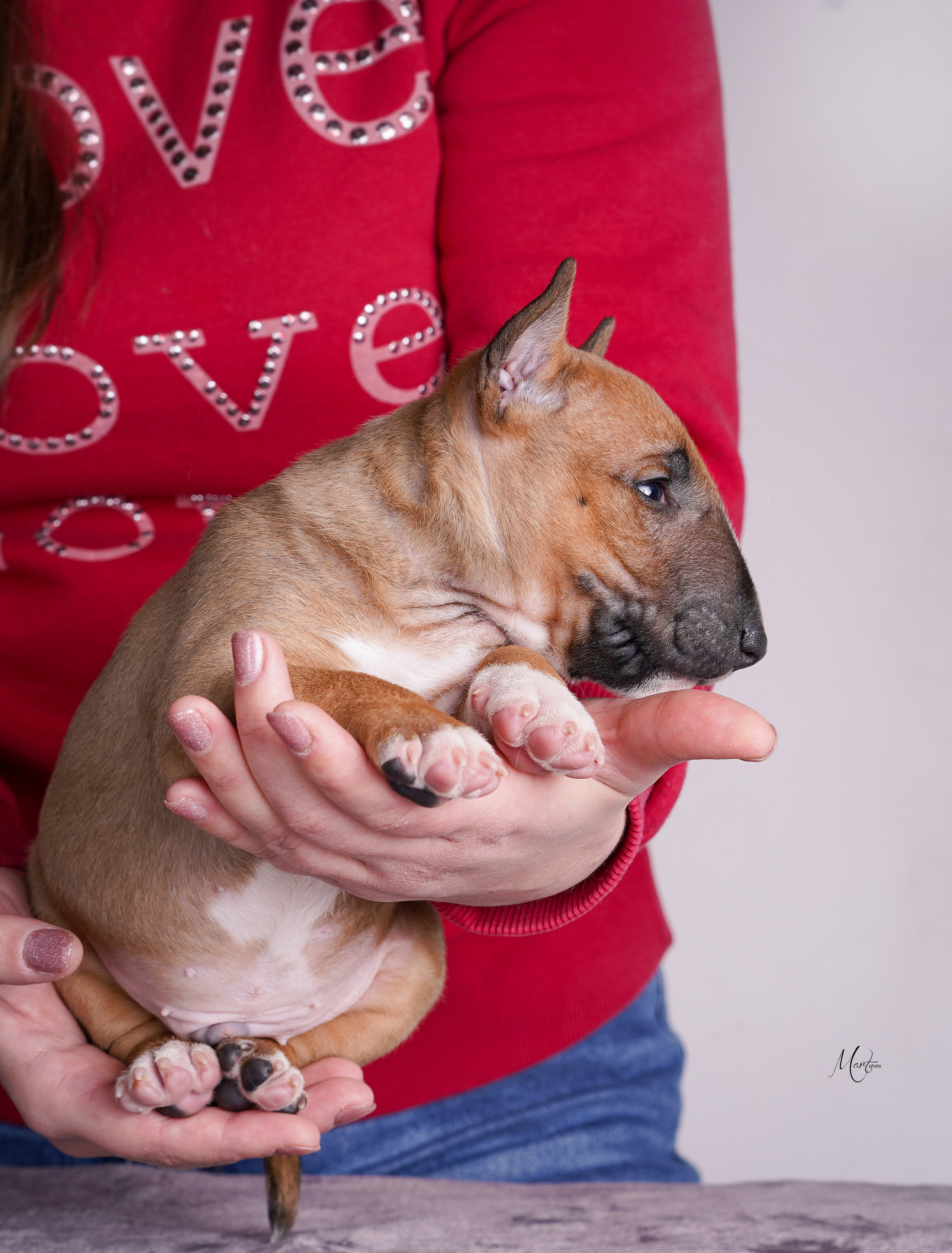 Щенок минибуля. Фотограф-анималист в Санкт-Петербурге Яна Мартынова