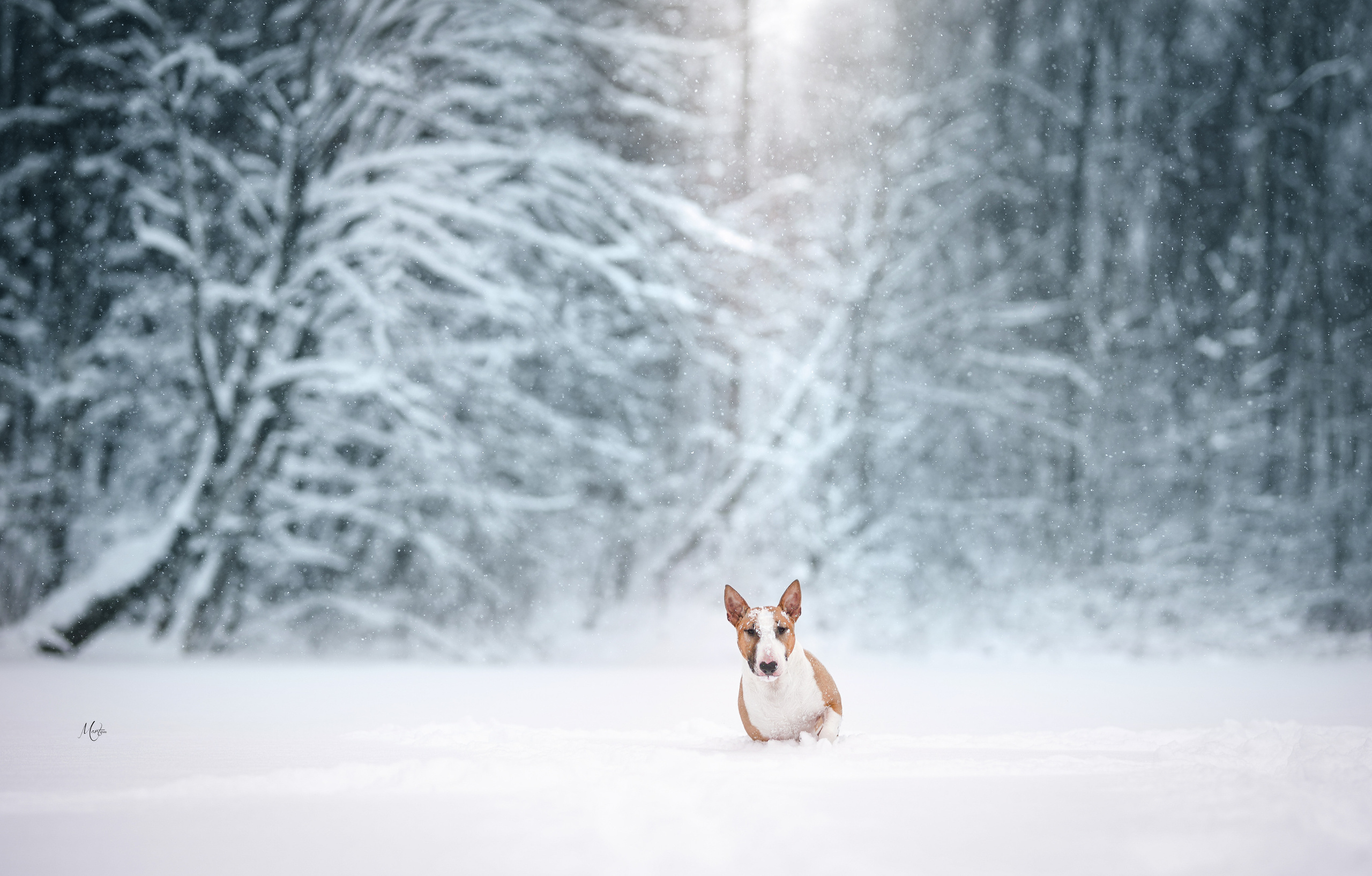 Юни зима. Фотограф-анималист в Санкт-Петербурге Яна Мартынова