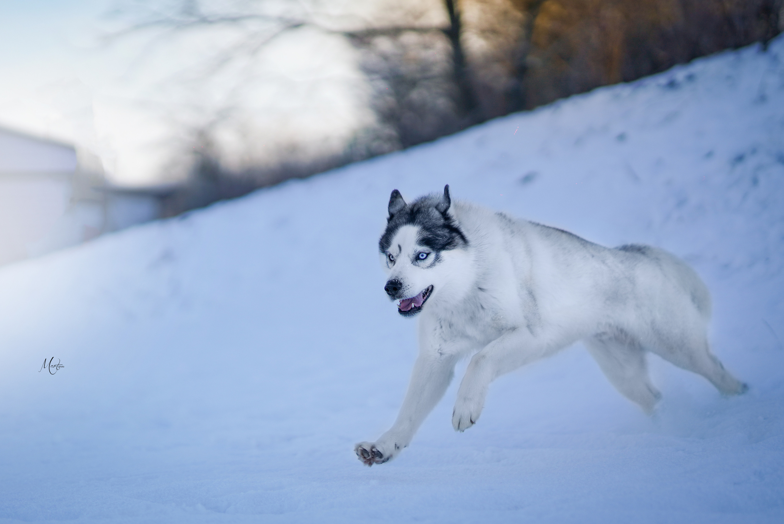 Саша и хаски зима. Фотограф-анималист в Санкт-Петербурге Яна Мартынова
