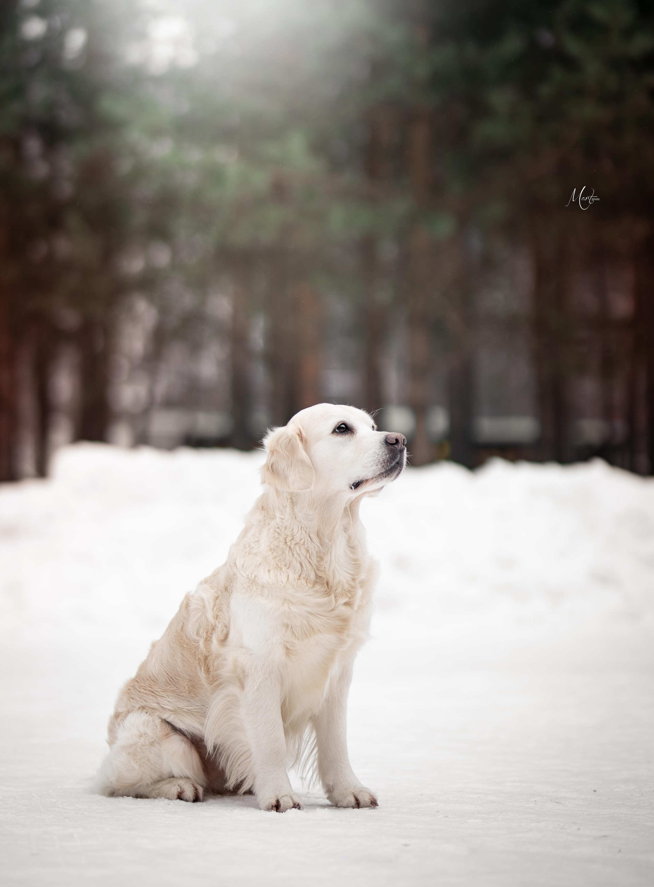 Экстерьерная съемка 2023. Фотограф-анималист в Санкт-Петербурге Яна Мартынова