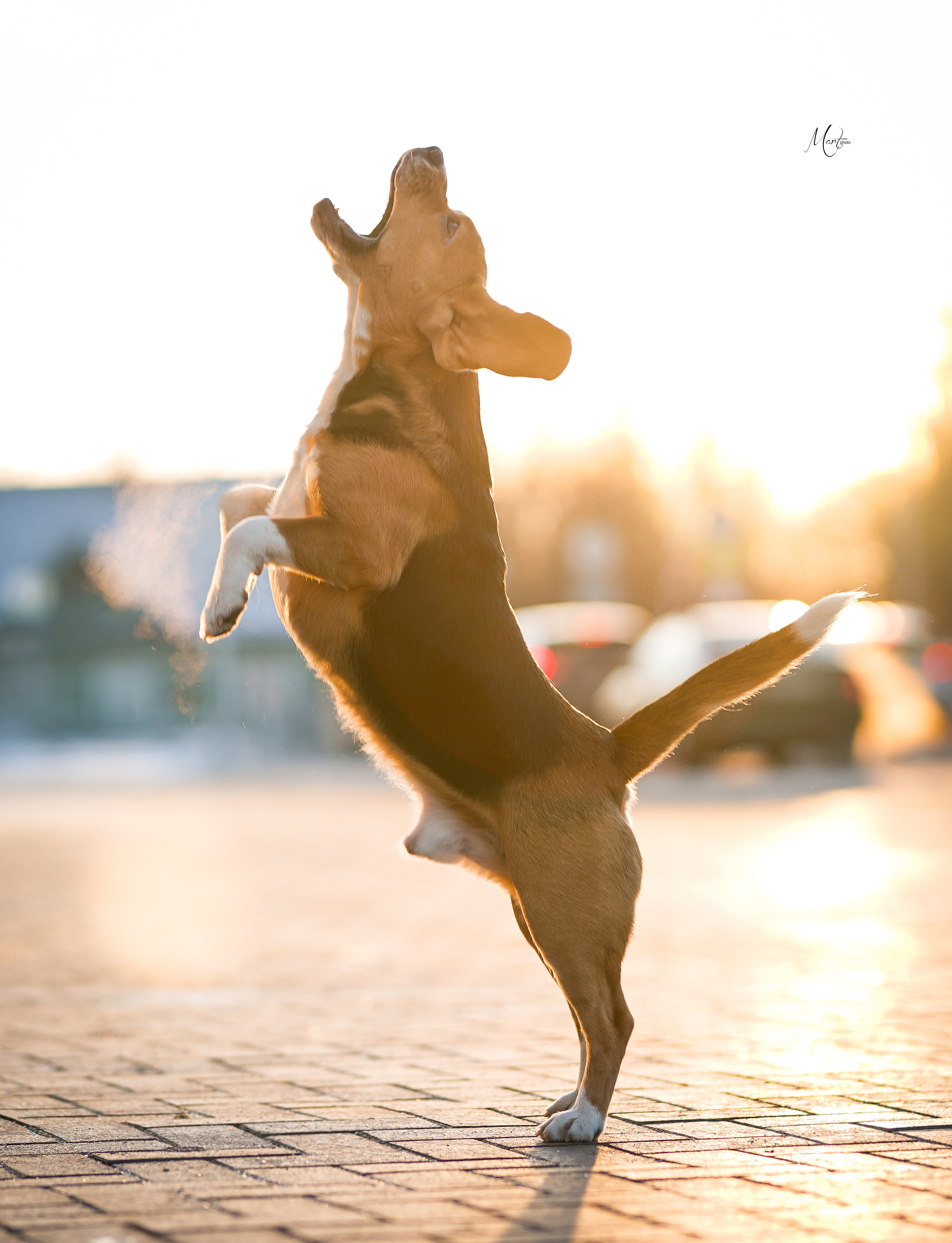 Выставки 2023. Фотограф-анималист в Санкт-Петербурге Яна Мартынова