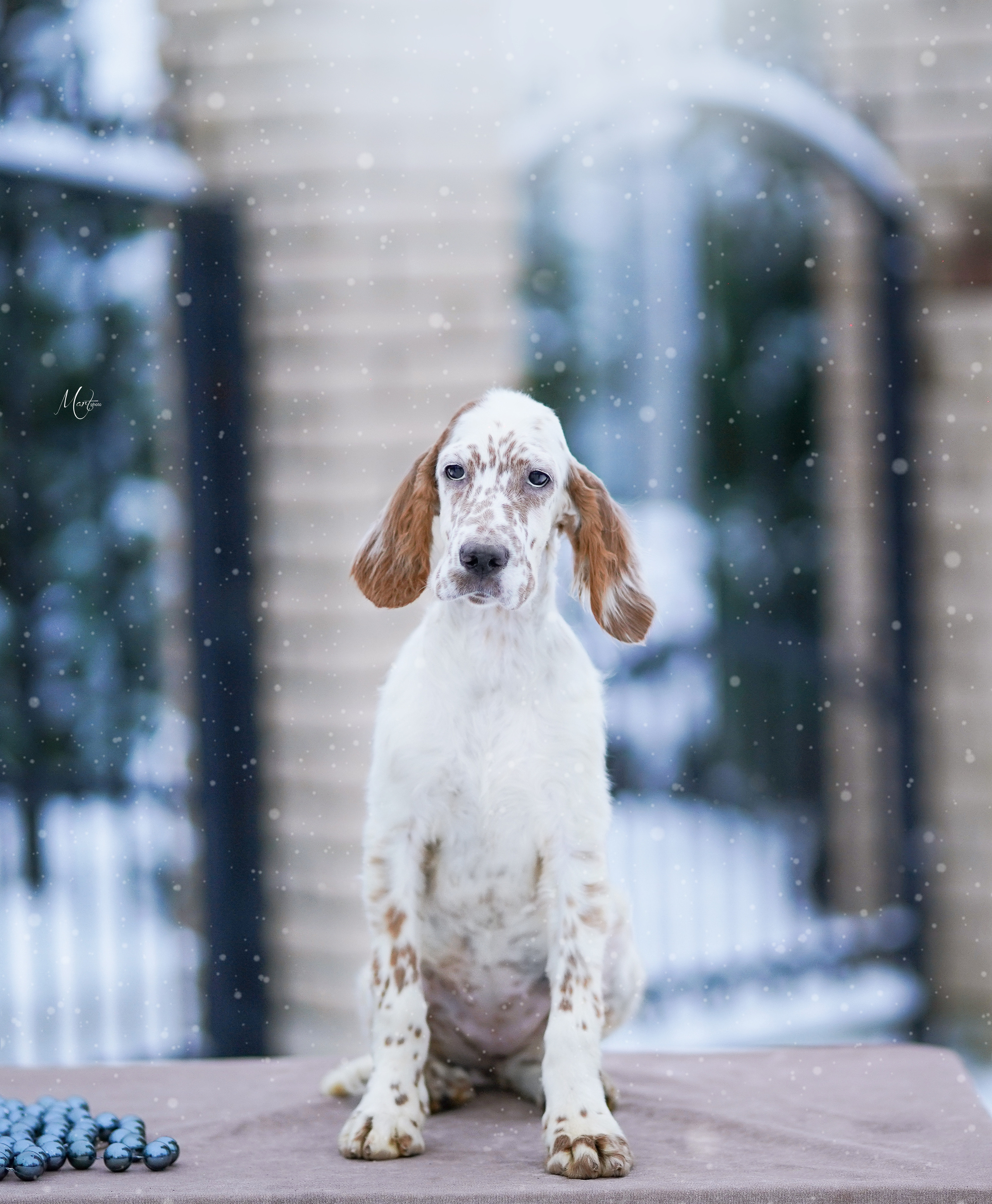 Щенки английского сеттера. Фотограф-анималист в Санкт-Петербурге Яна Мартынова