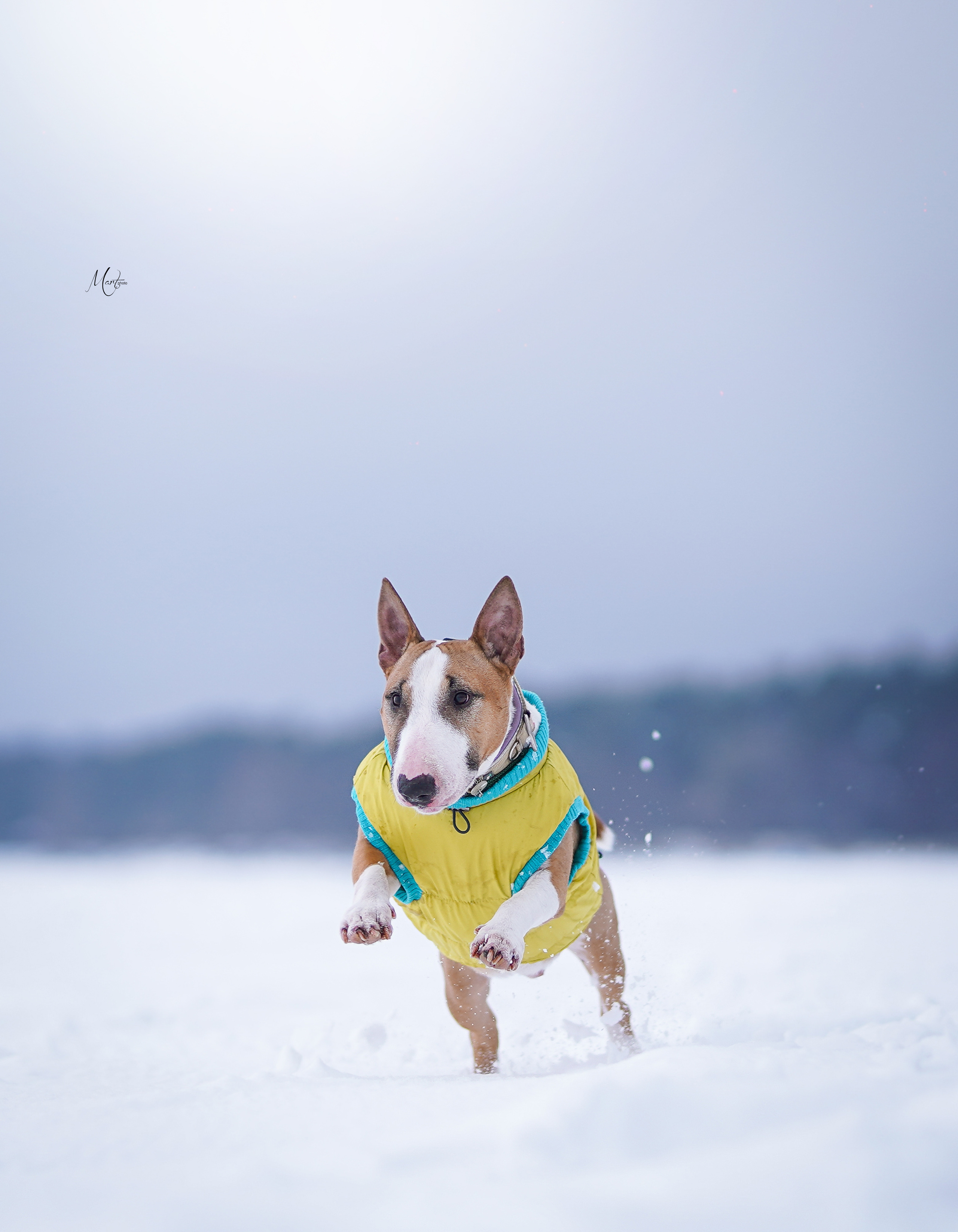 Эффи, Юни зима 23'. Фотограф-анималист в Санкт-Петербурге Яна Мартынова