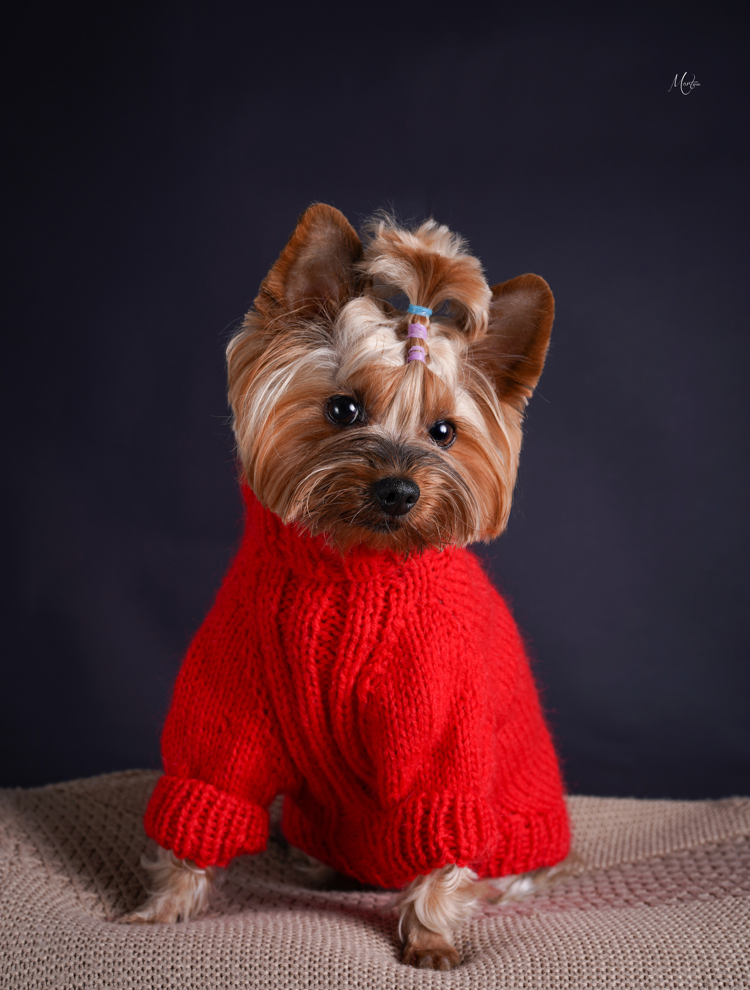 Сэм, Маффин и Эффи. Фотограф-анималист в Санкт-Петербурге Яна Мартынова