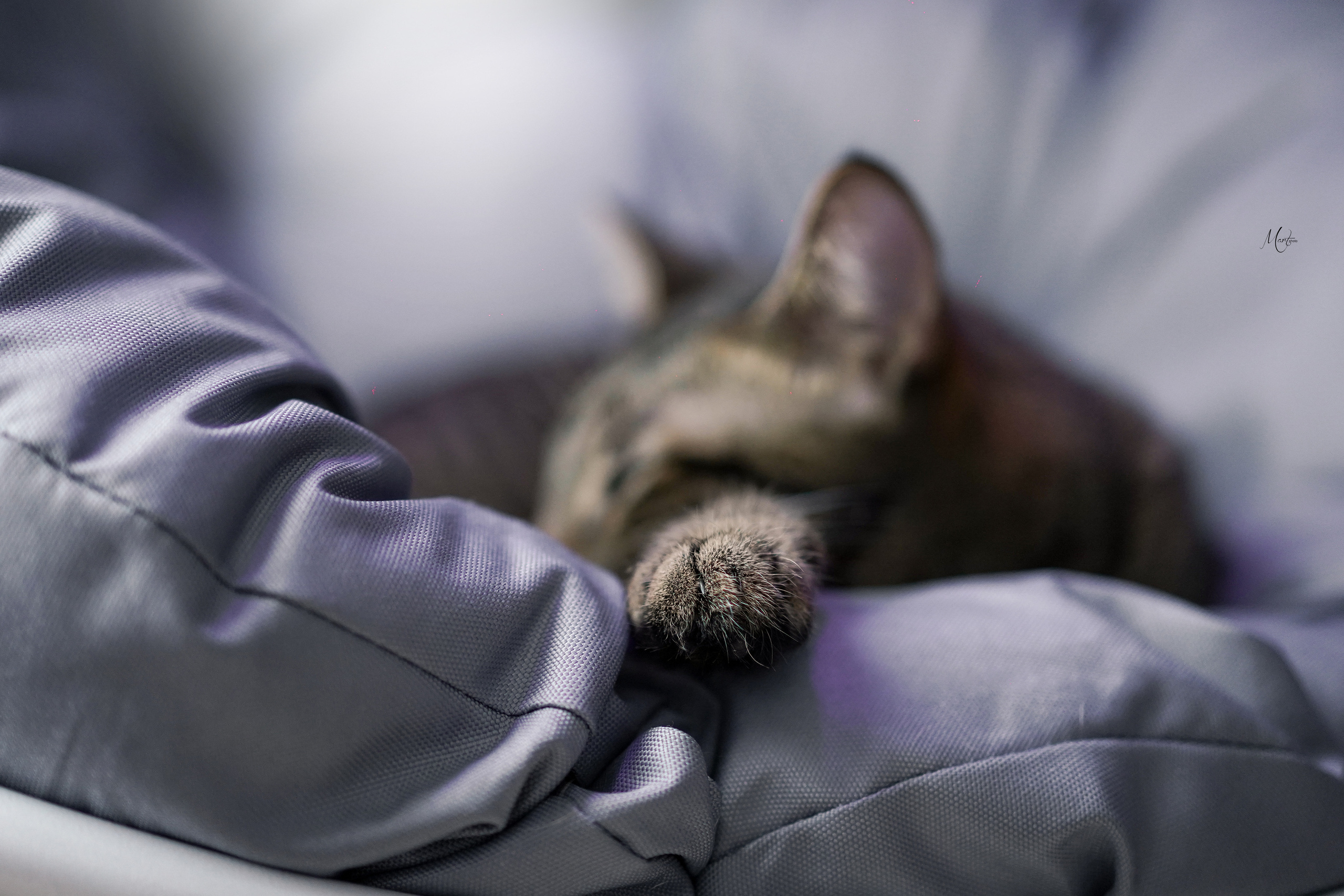 Сэм и Маффин. Фотограф-анималист в Санкт-Петербурге Яна Мартынова