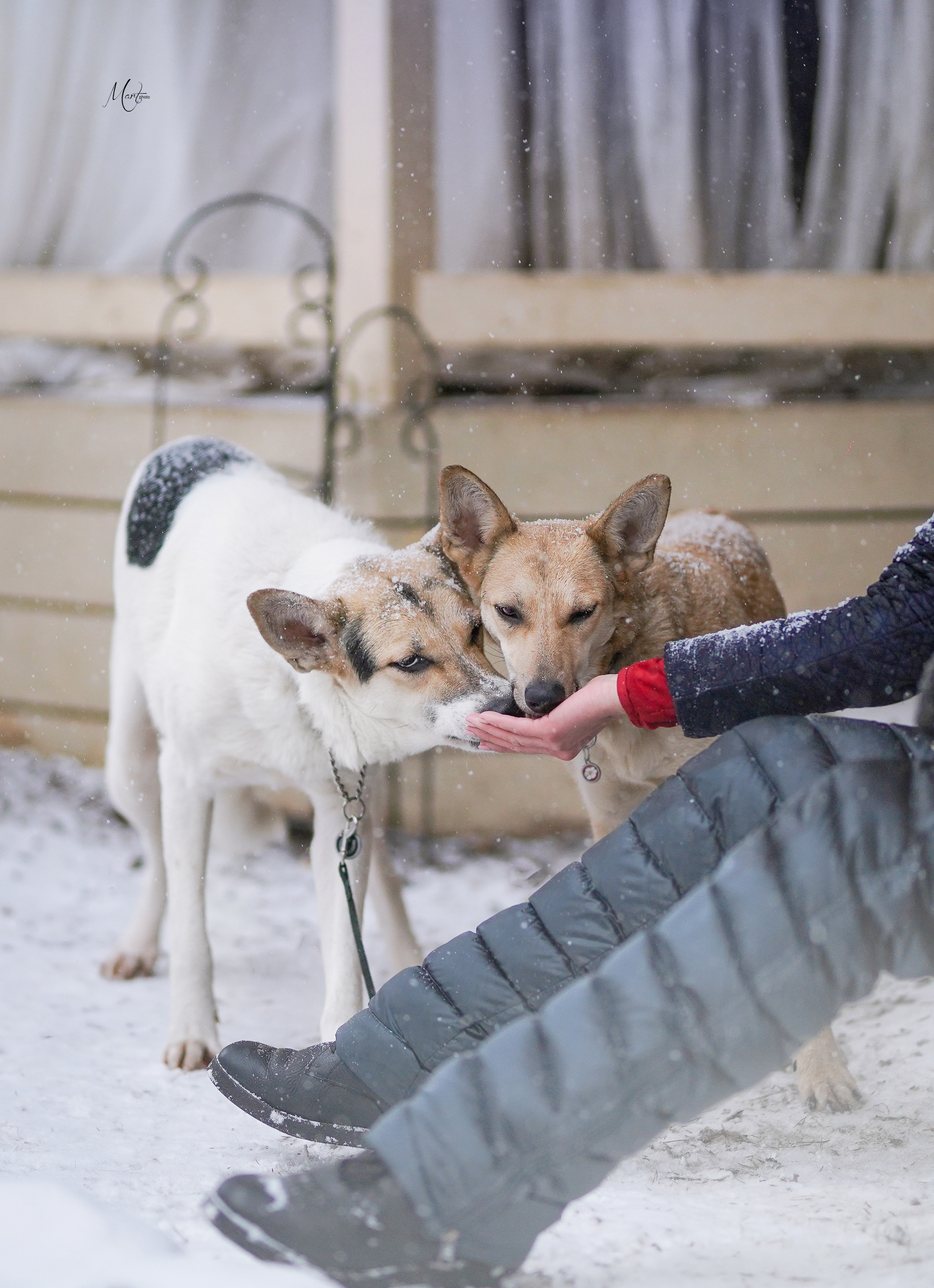 Ищут дом. Фотограф-анималист в Санкт-Петербурге Яна Мартынова