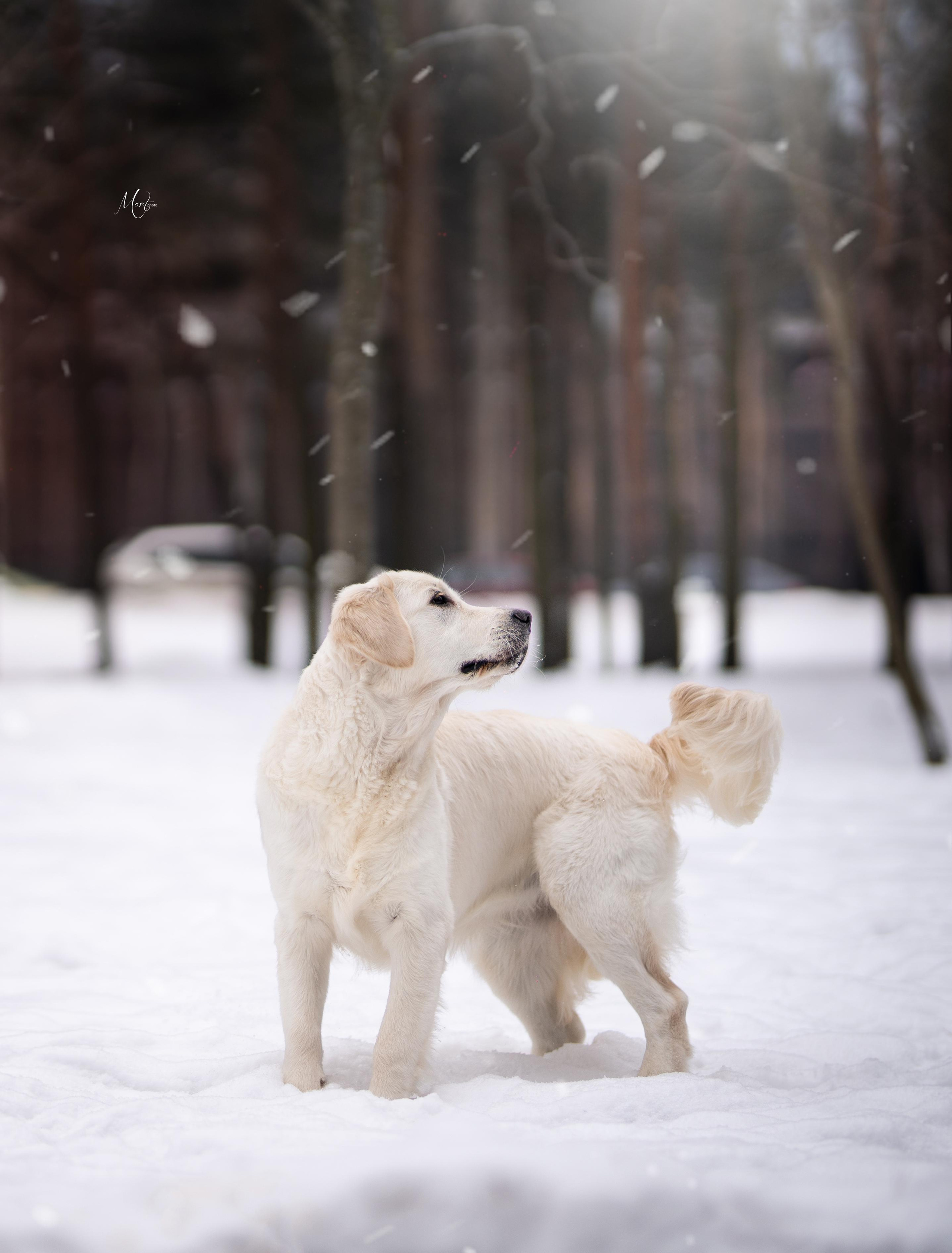 Татьяна и голдены. Фотограф-анималист в Санкт-Петербурге Яна Мартынова