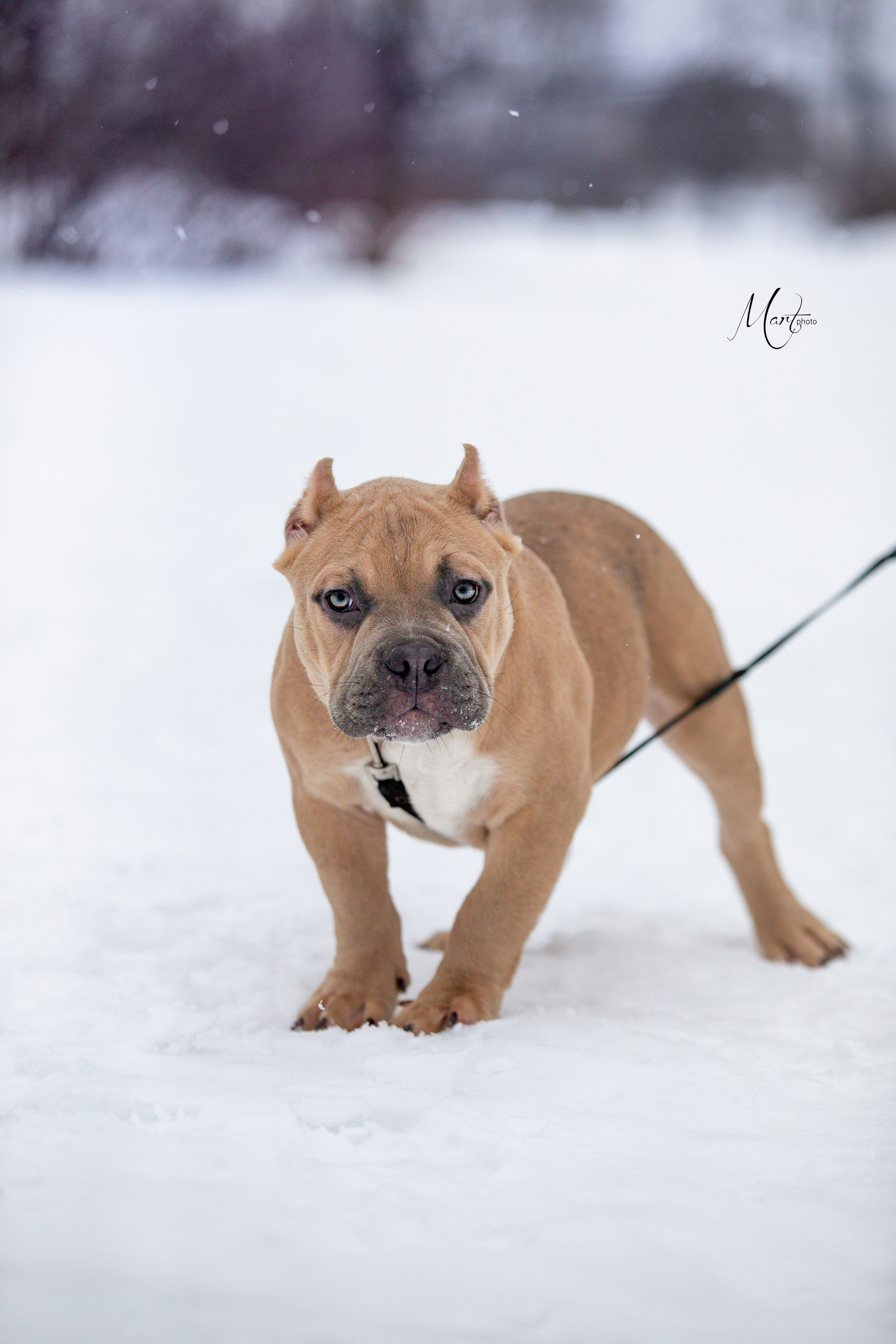 Щенки американского булли. Фотограф-анималист в Санкт-Петербурге Яна Мартынова