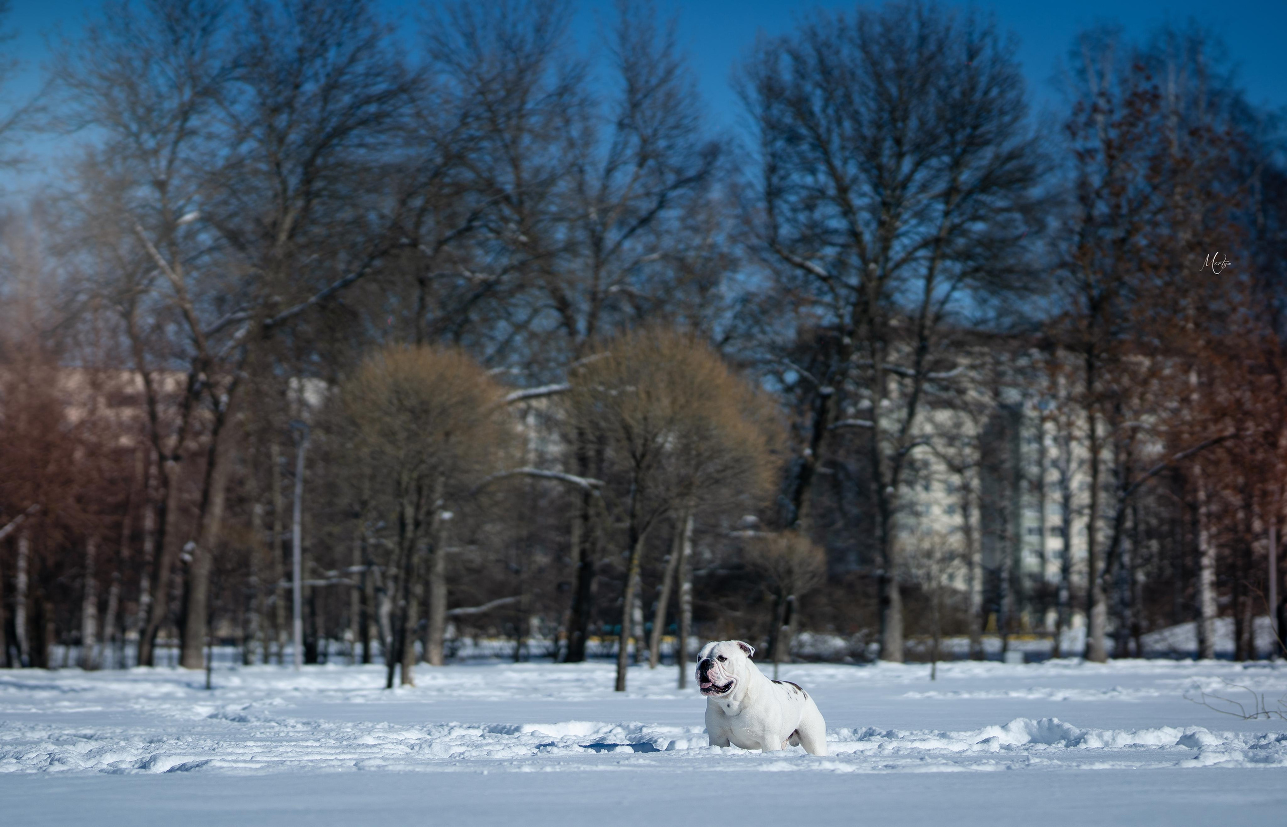 Наташа и Прайм. Фотограф-анималист в Санкт-Петербурге Яна Мартынова
