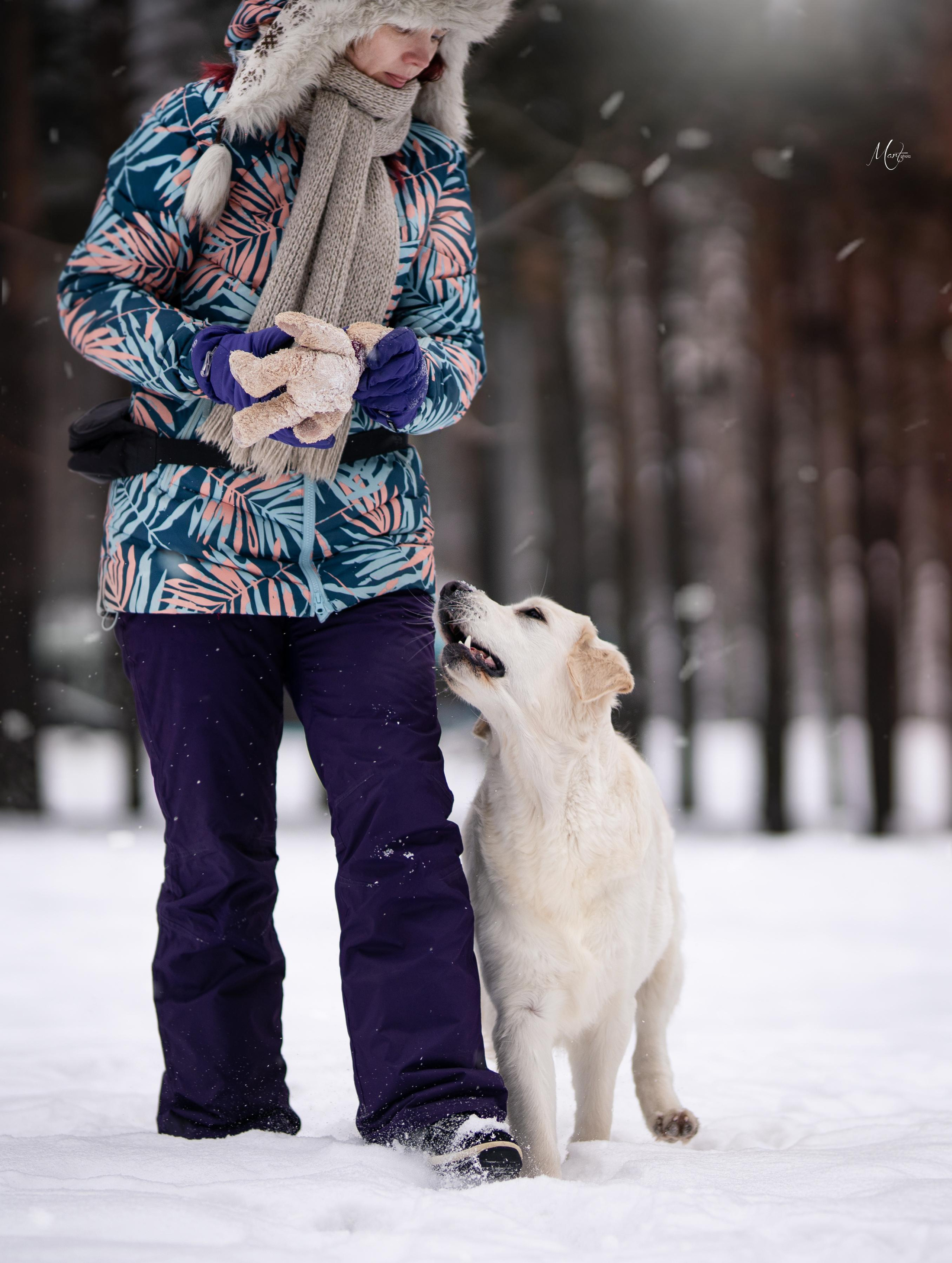 Татьяна и голдены. Фотограф-анималист в Санкт-Петербурге Яна Мартынова