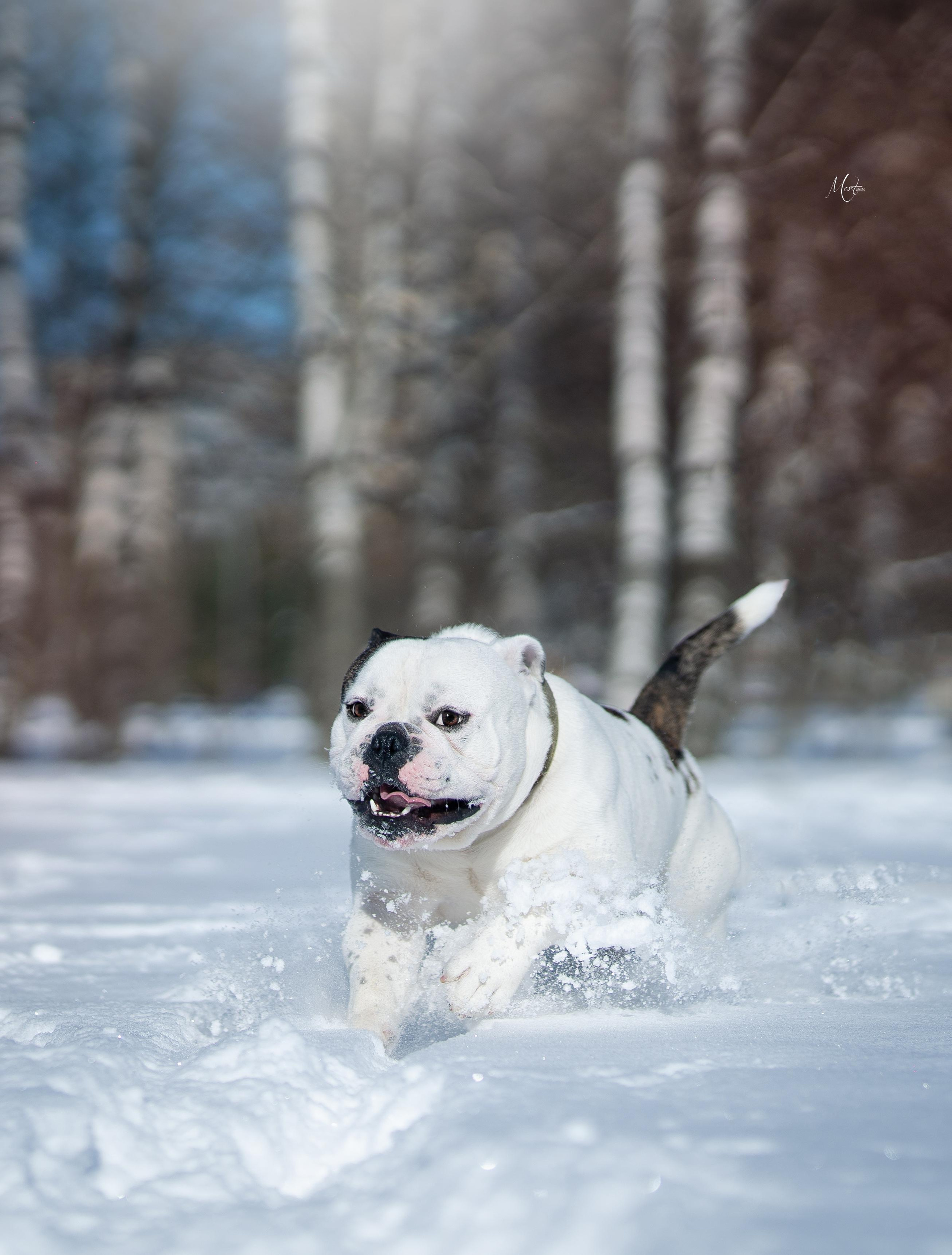 Наташа и Прайм. Фотограф-анималист в Санкт-Петербурге Яна Мартынова
