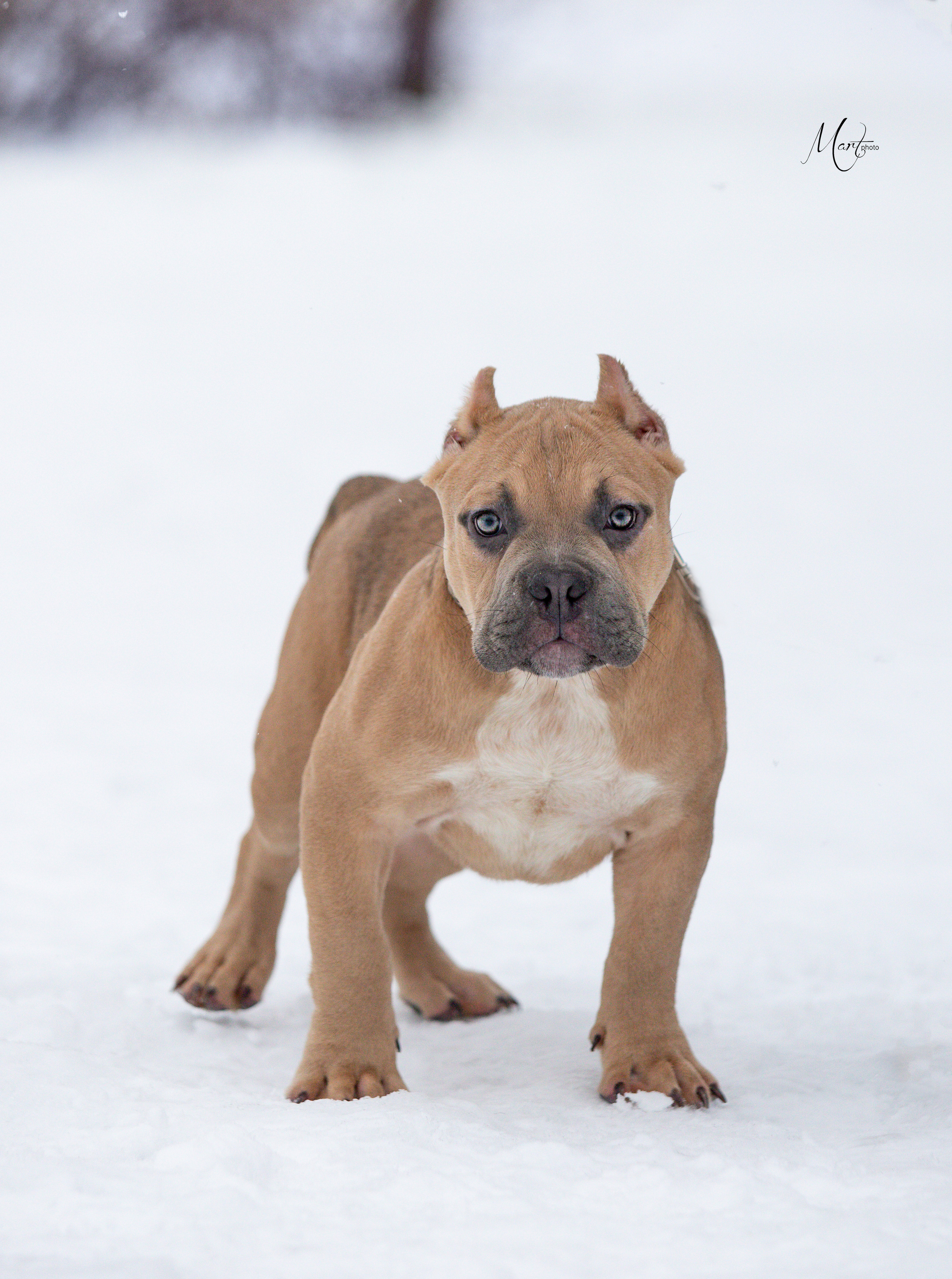 Щенки американского булли. Фотограф-анималист в Санкт-Петербурге Яна Мартынова