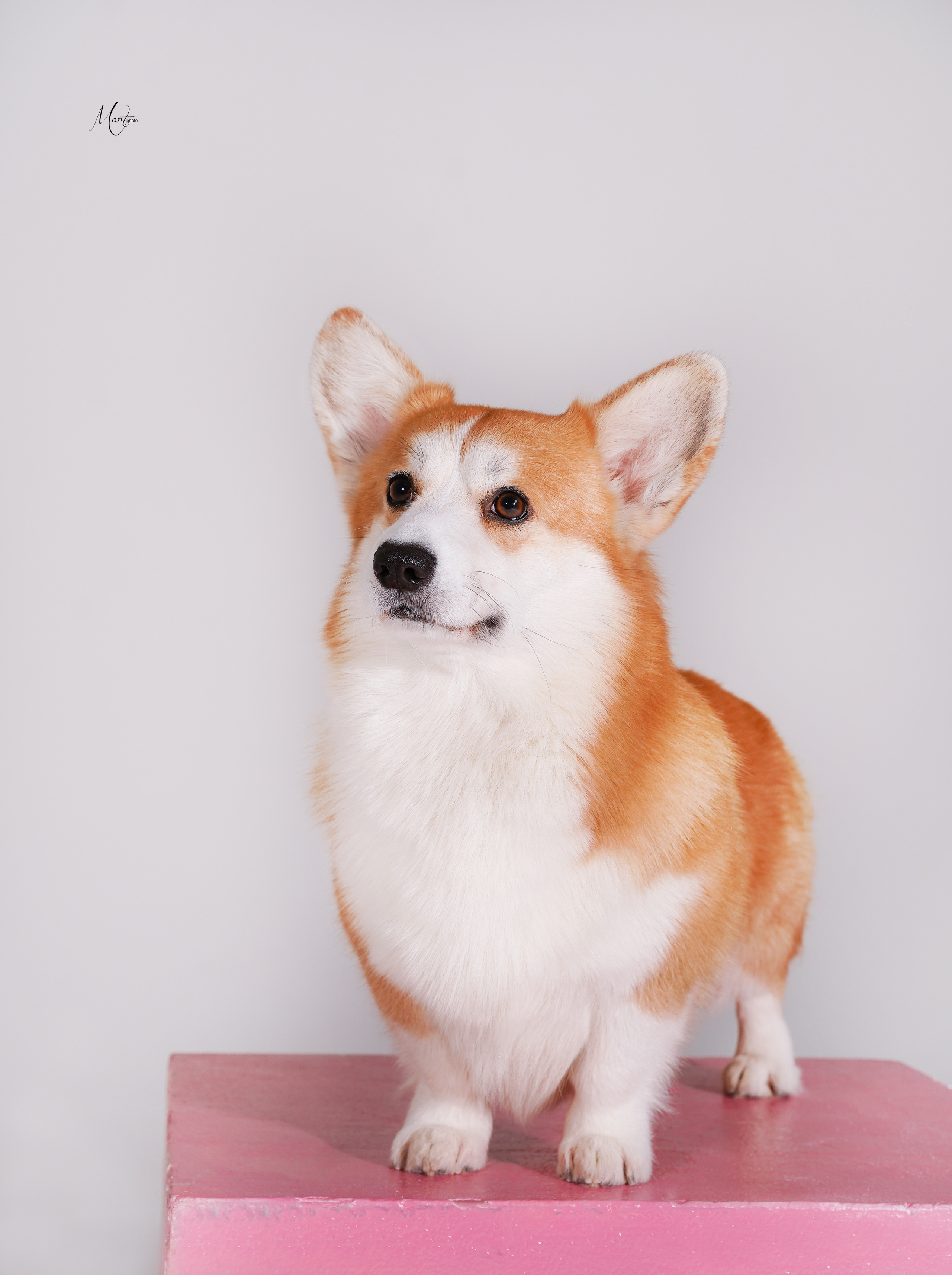 Экстерьерная съемка 2023. Фотограф-анималист в Санкт-Петербурге Яна Мартынова