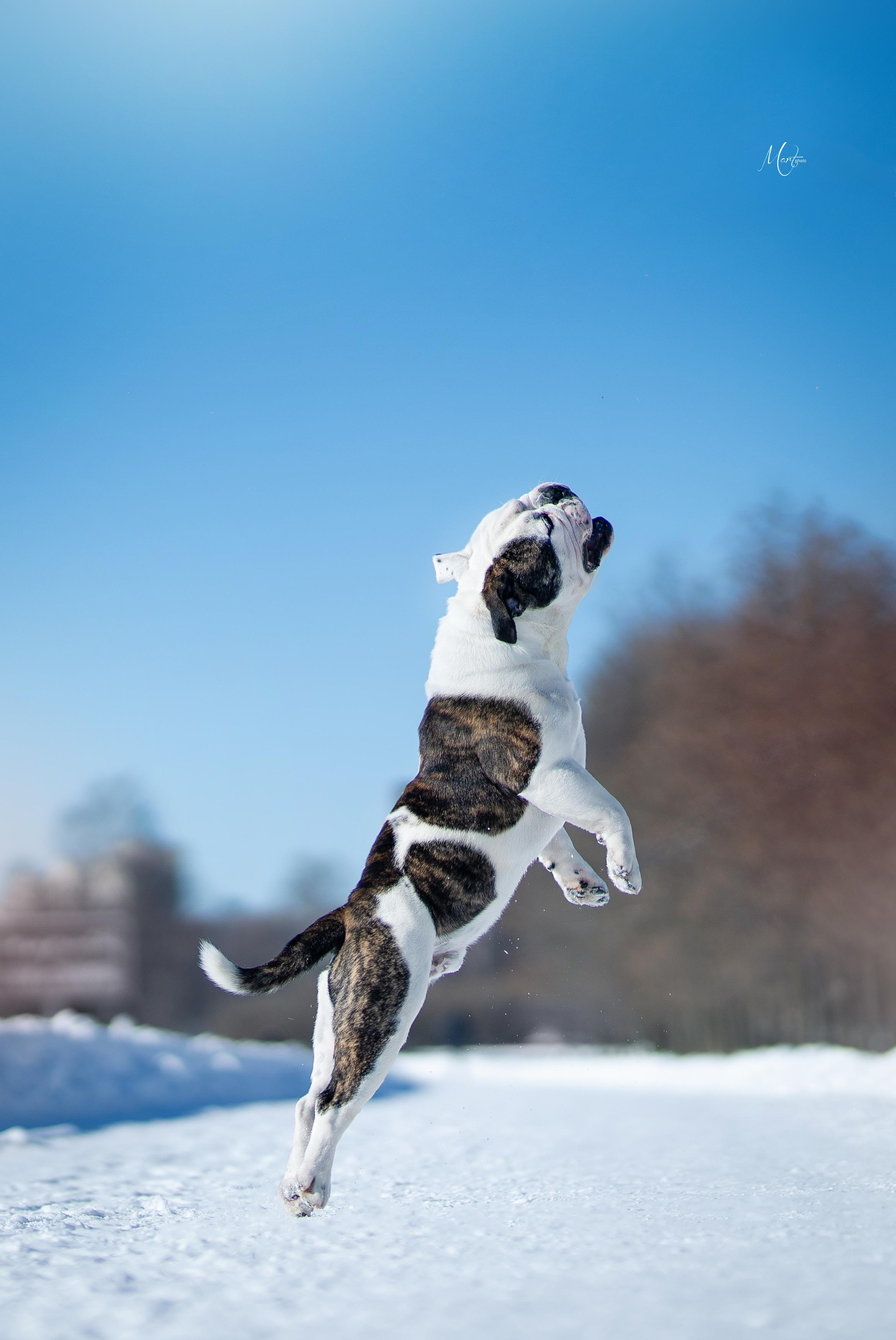Наташа и Прайм. Фотограф-анималист в Санкт-Петербурге Яна Мартынова