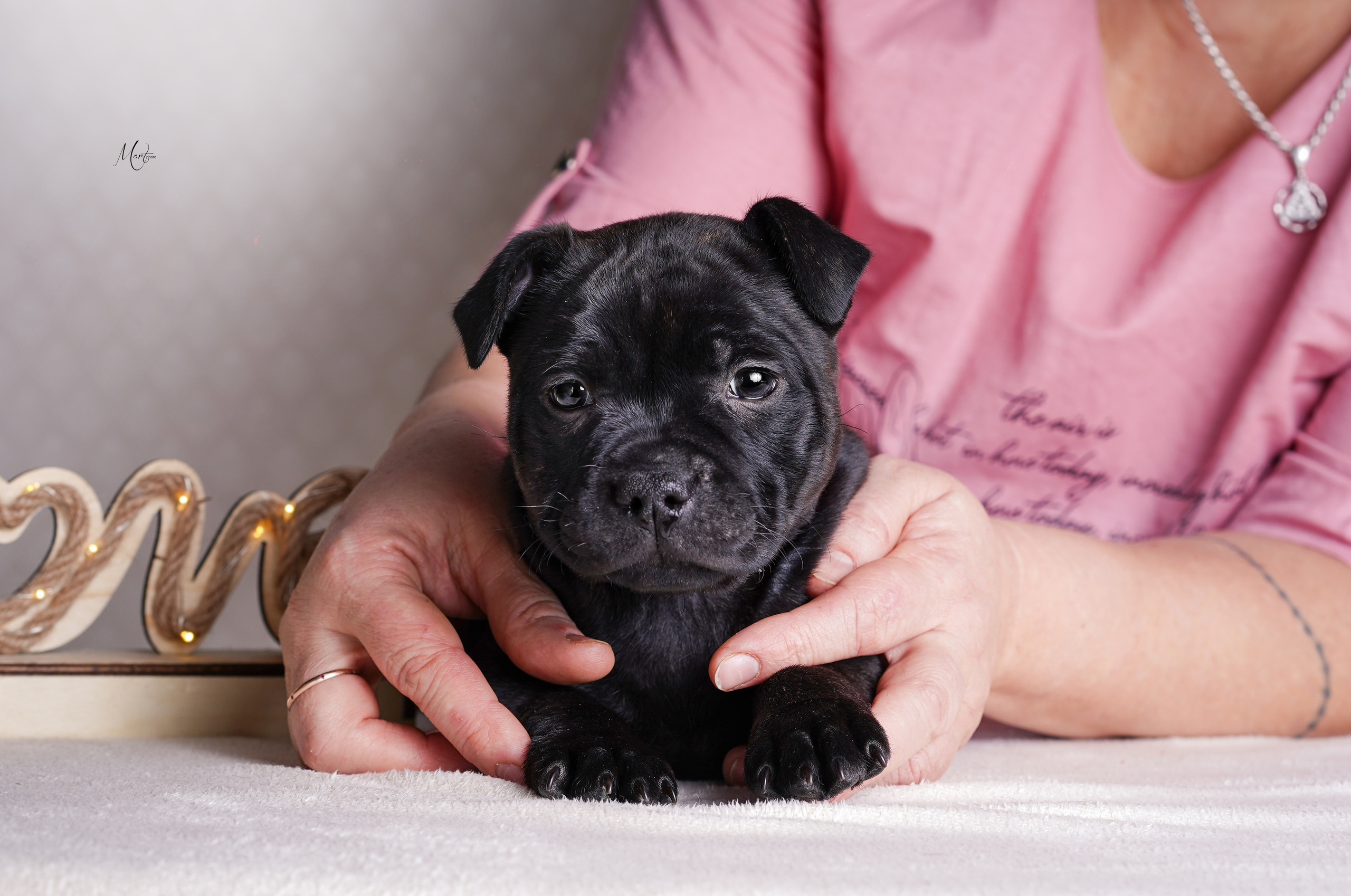 Щенки стаффи. Фотограф-анималист в Санкт-Петербурге Яна Мартынова