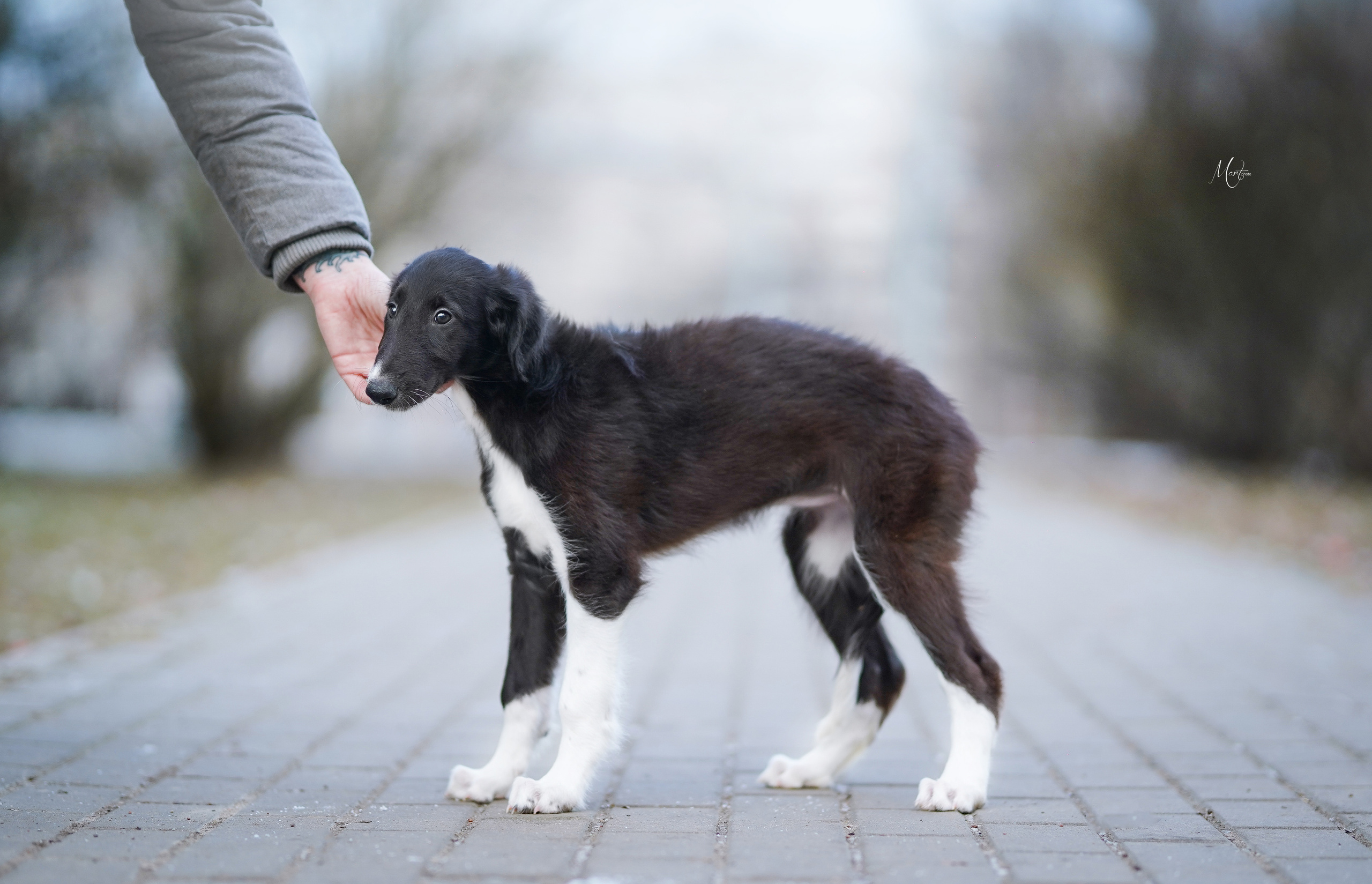 Щенки русской псовой борзой. Фотограф-анималист в Санкт-Петербурге Яна Мартынова