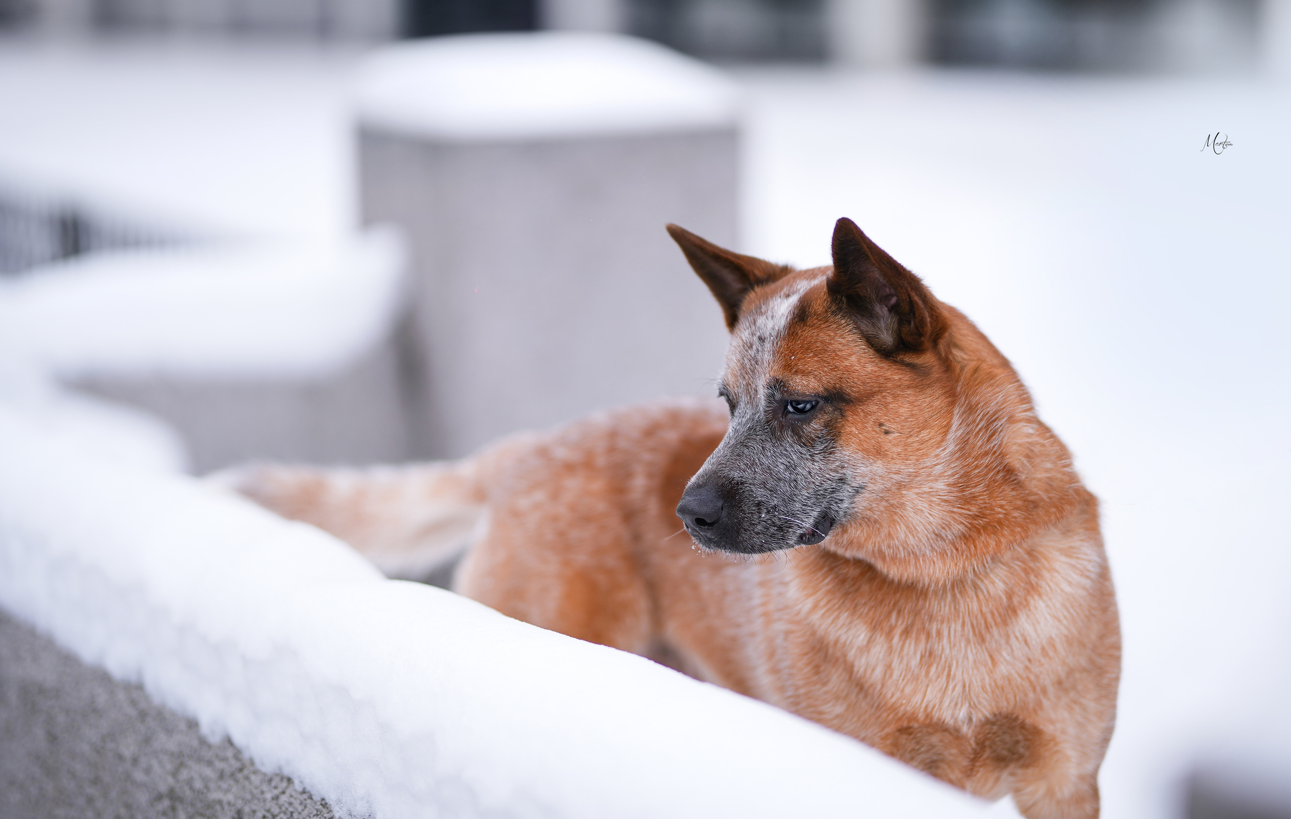 Экстерьерная съемка 2023. Фотограф-анималист в Санкт-Петербурге Яна Мартынова